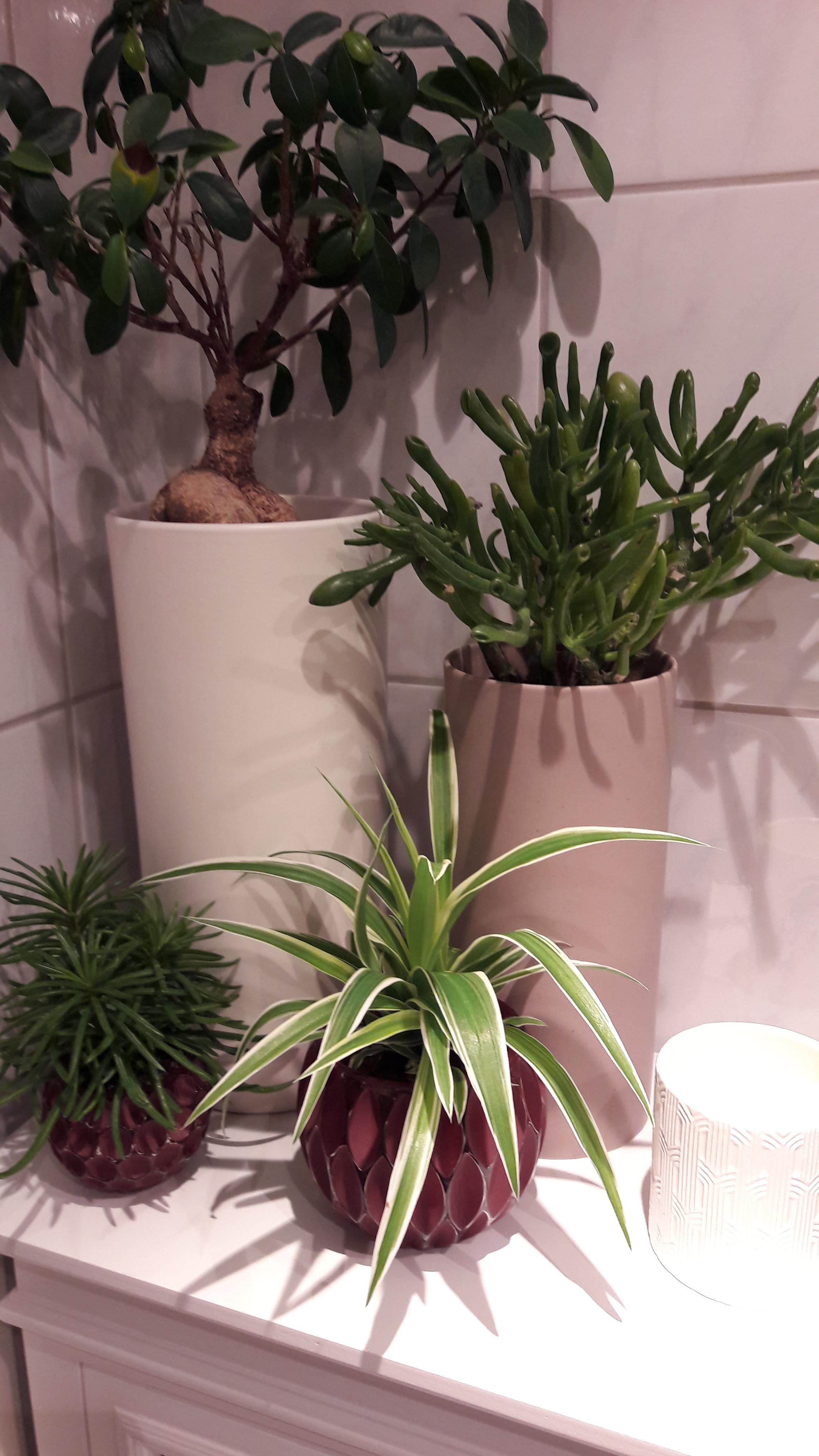 #Badezimmer # Pflanzen 