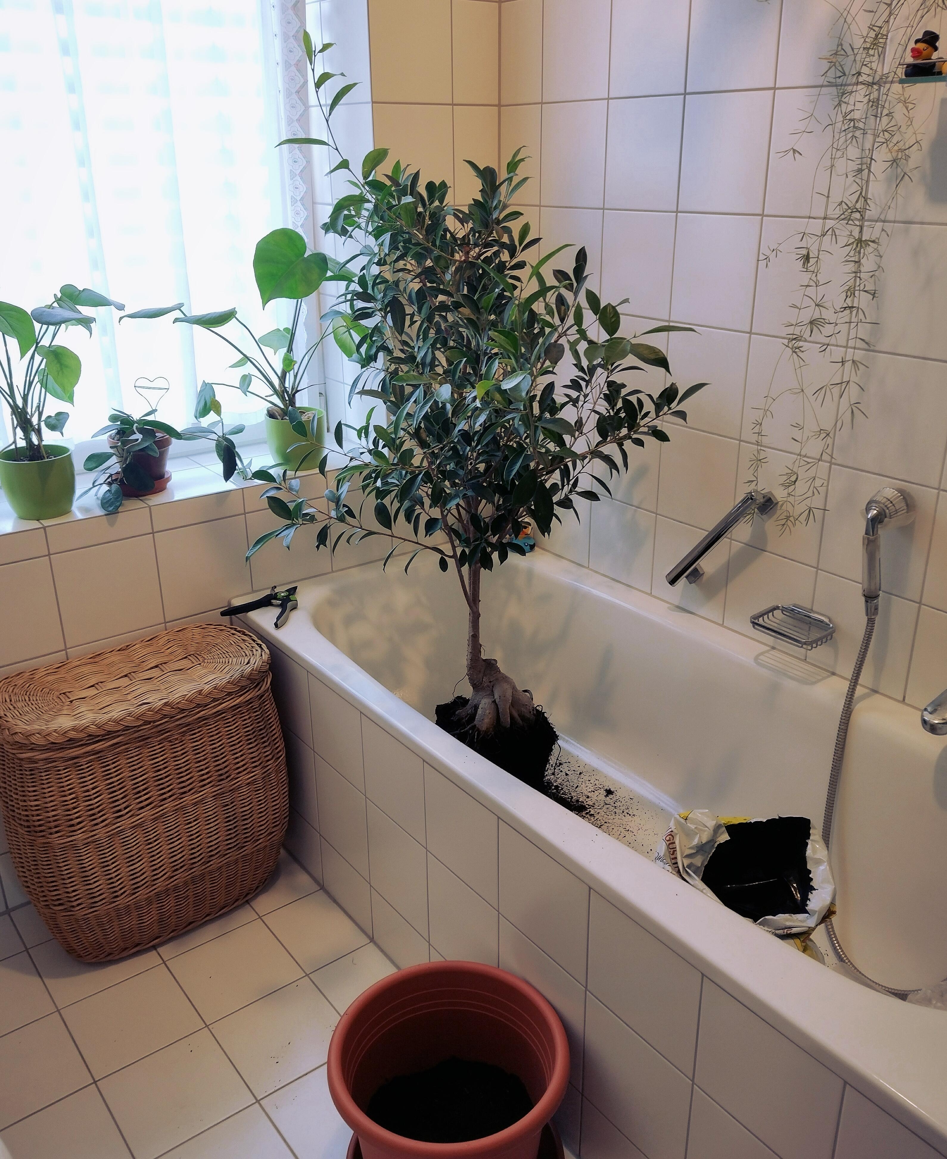 #badezimmer zweckentfremdet 🫣😅
#pflanzenliebe #zimmerpflanze #baum