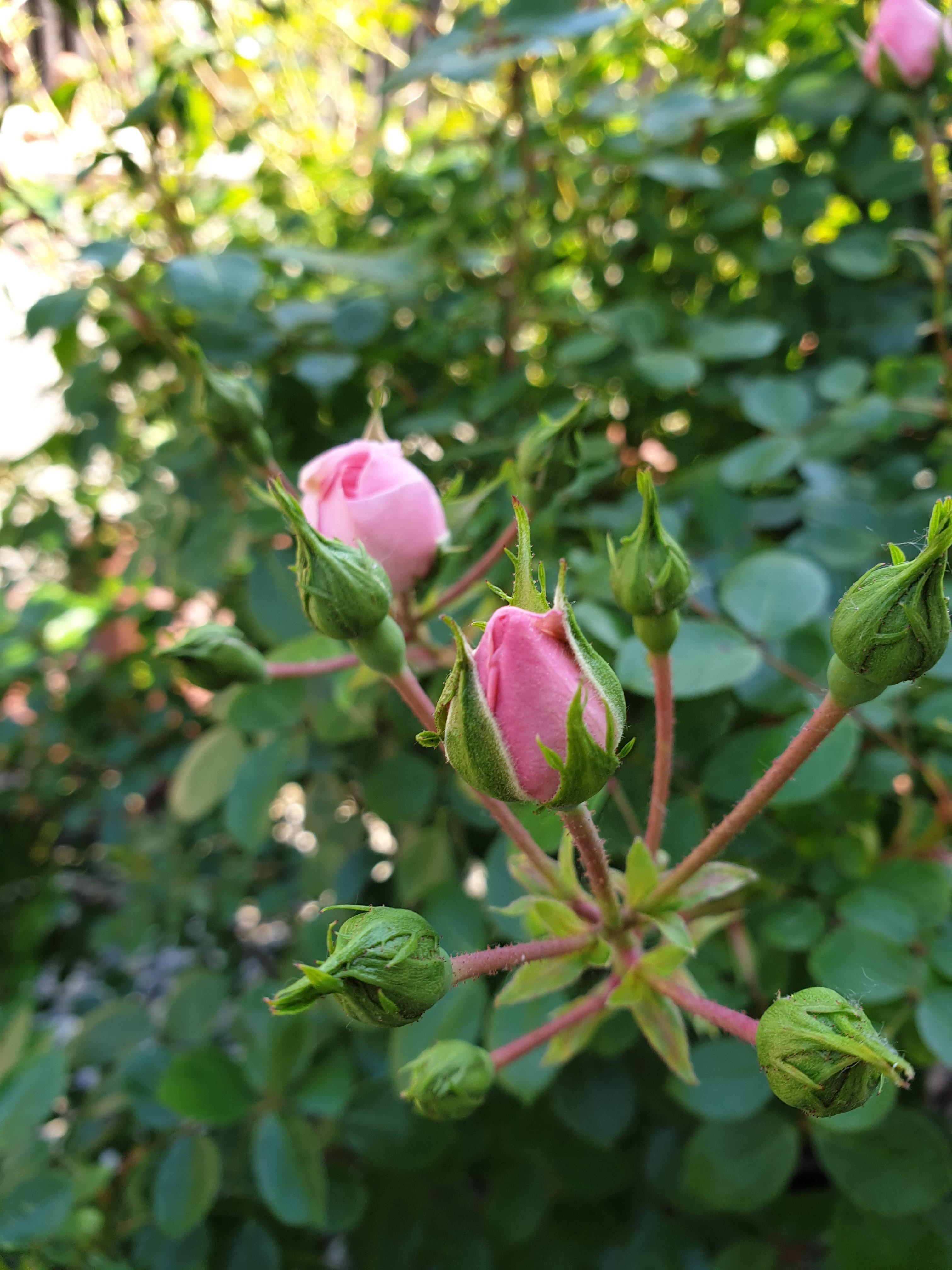 Bald gibts die volle Blütenpracht ⚘ #rose #frühling #blumen #flowers #flowerpower #garten #vorgarten