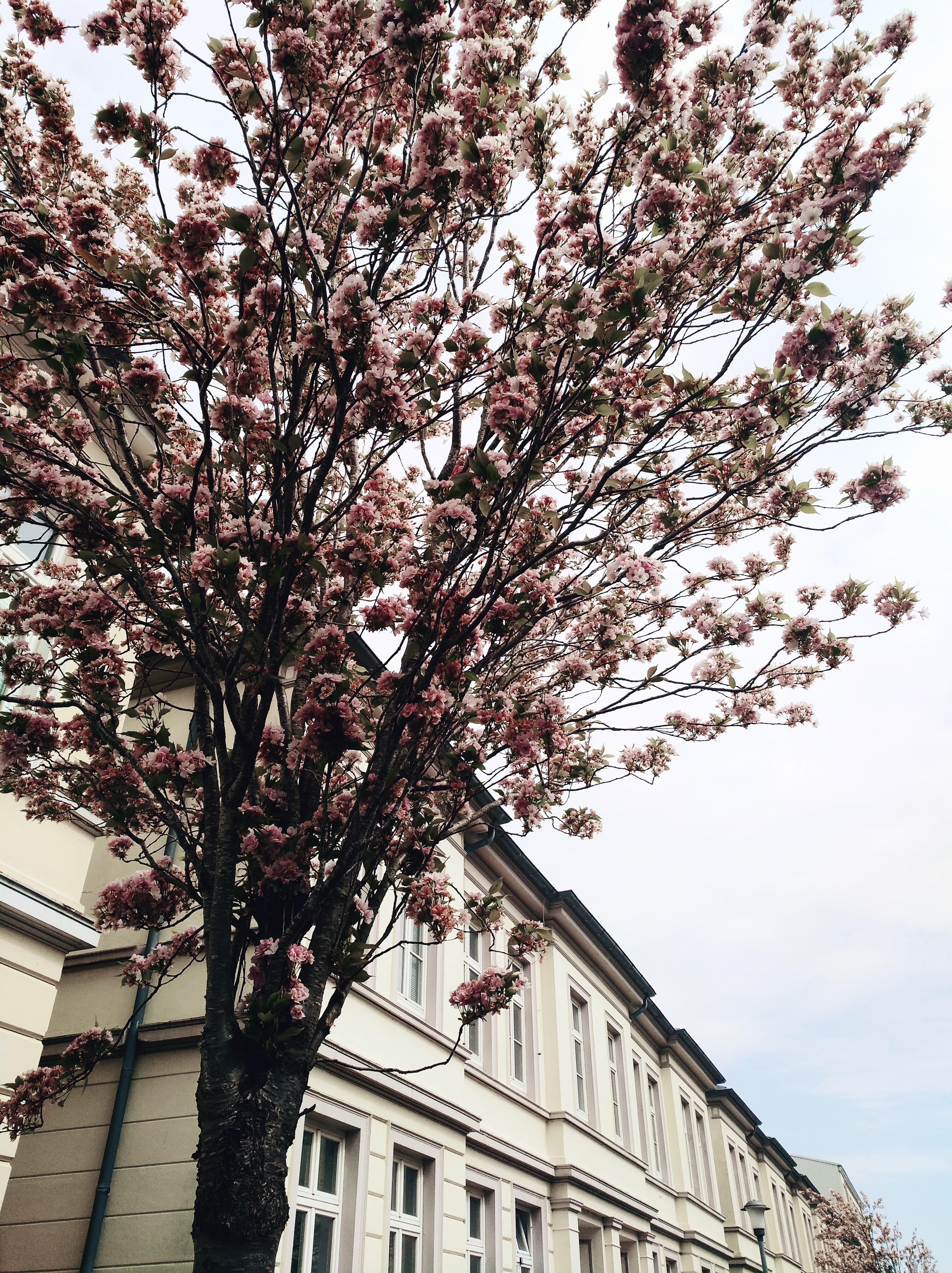 Bald ist es soweit und die Kirschbäume blühen vor unserem Haus. #draußensein #livingchallenge