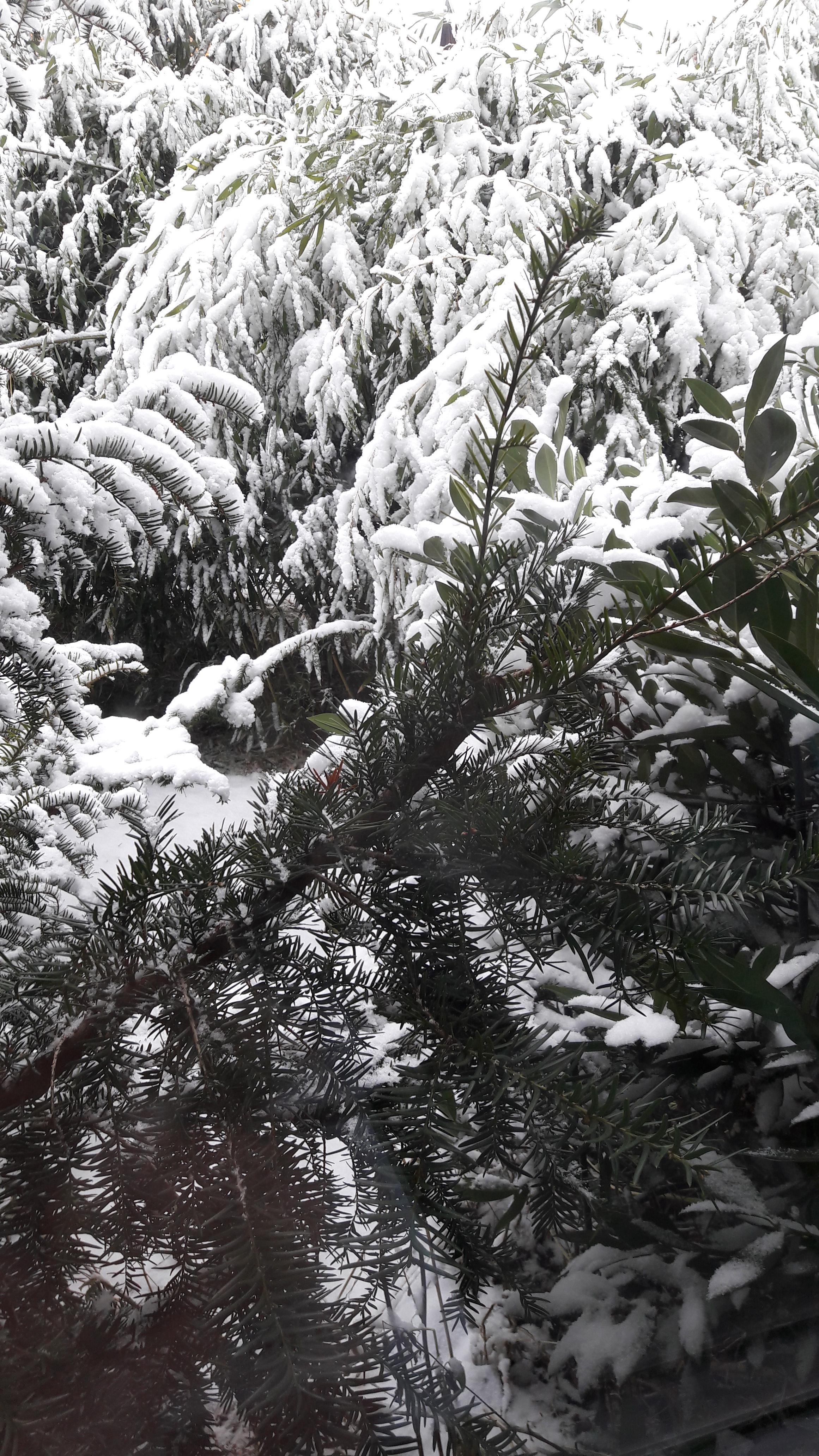 Bald sieht es genau so aus, wenn ich aus dem Fenster schaue ... 😍❄#schnee #winter #bambus