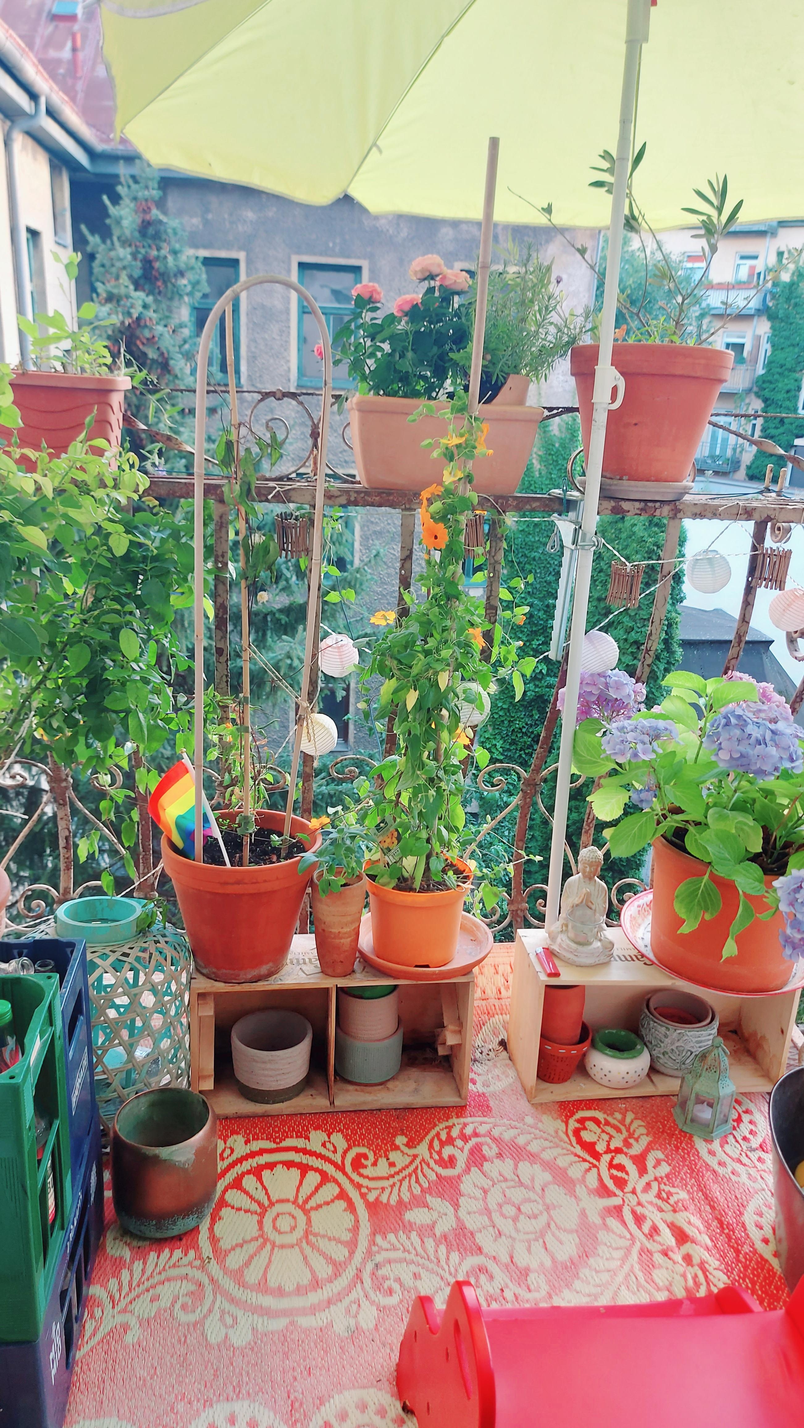 #Balkon #balcony #boho #littlegarden #Altbauwohnung #Haidhausen 