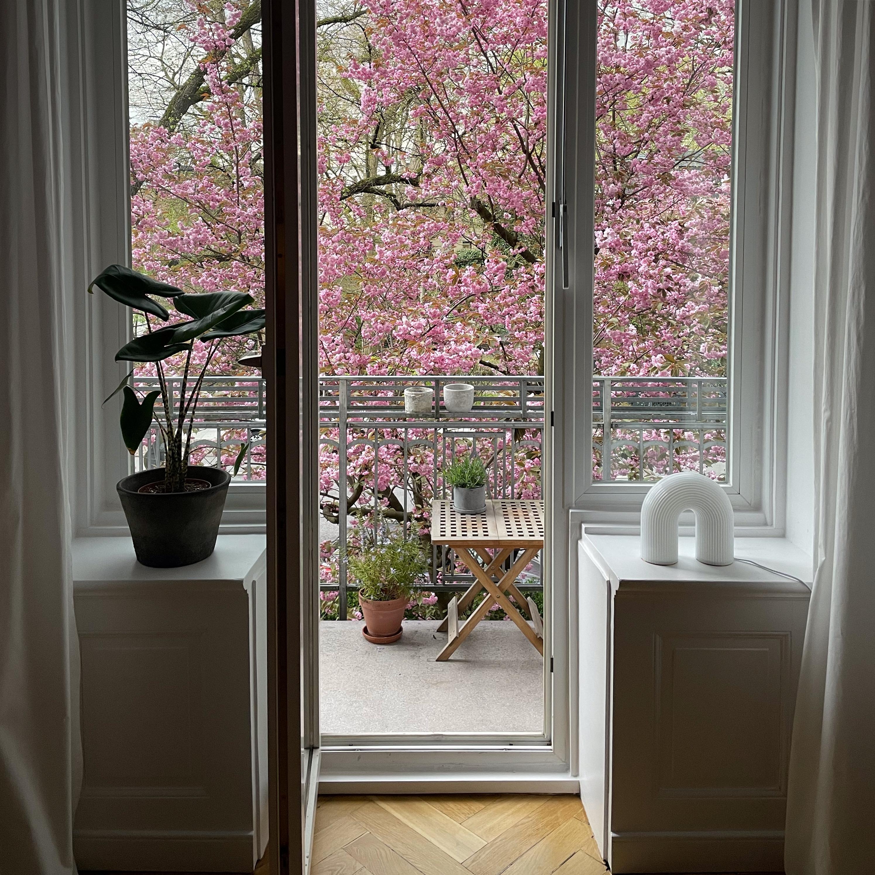 #balkon #kirschblüte #cherryblossom #living #wohnen #couchliebt 