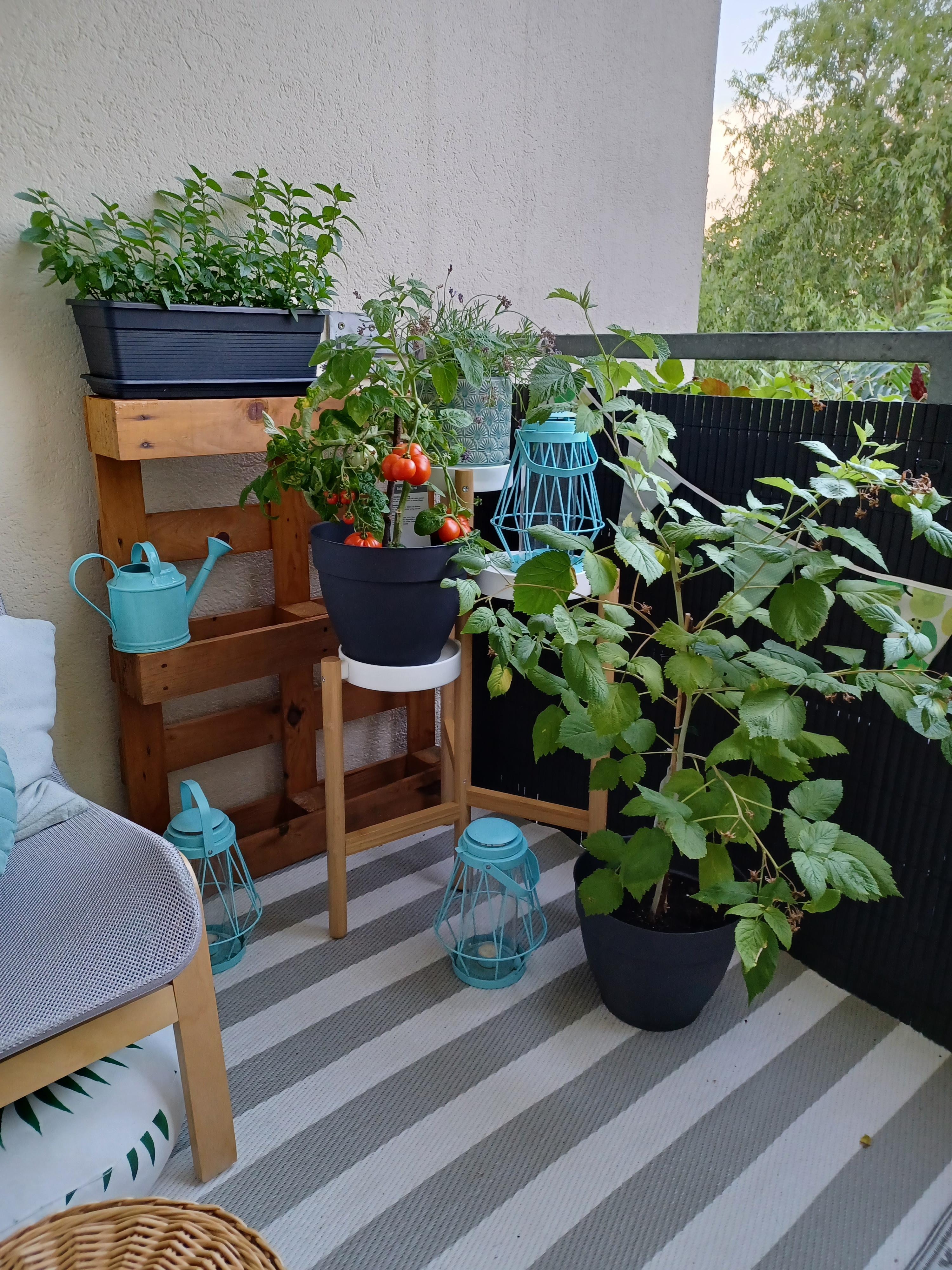 Balkon-Liebe 🌿
#outdoor #balcony #plants