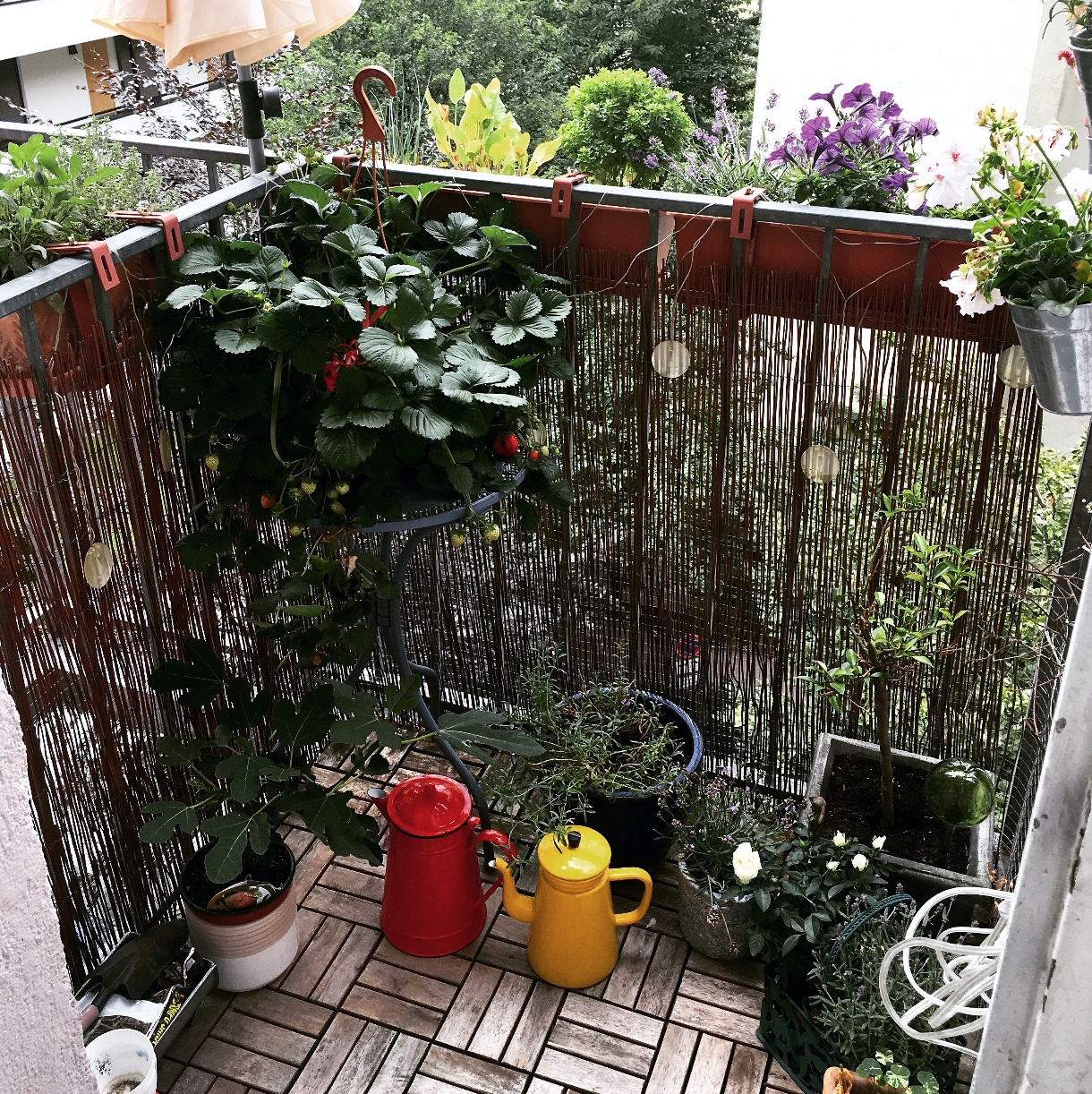 Balkon-Liebe! 🌿🌿🌿 #Pflanzen #plants #balkon #livingchallenge #green