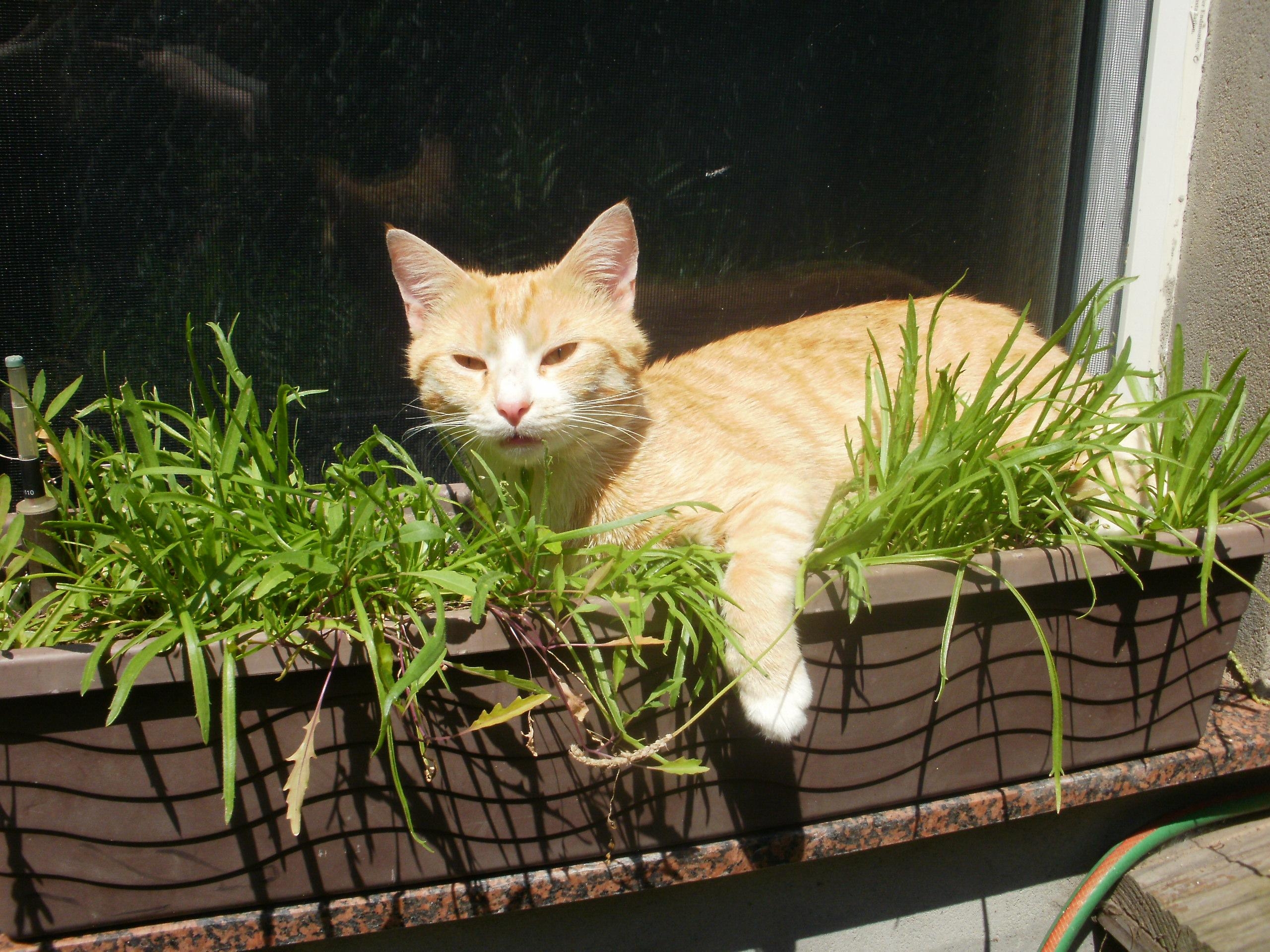 Balkonkasten mit Kräutern und lebender Deko ;) #plantlover #livingchallenge #Katze