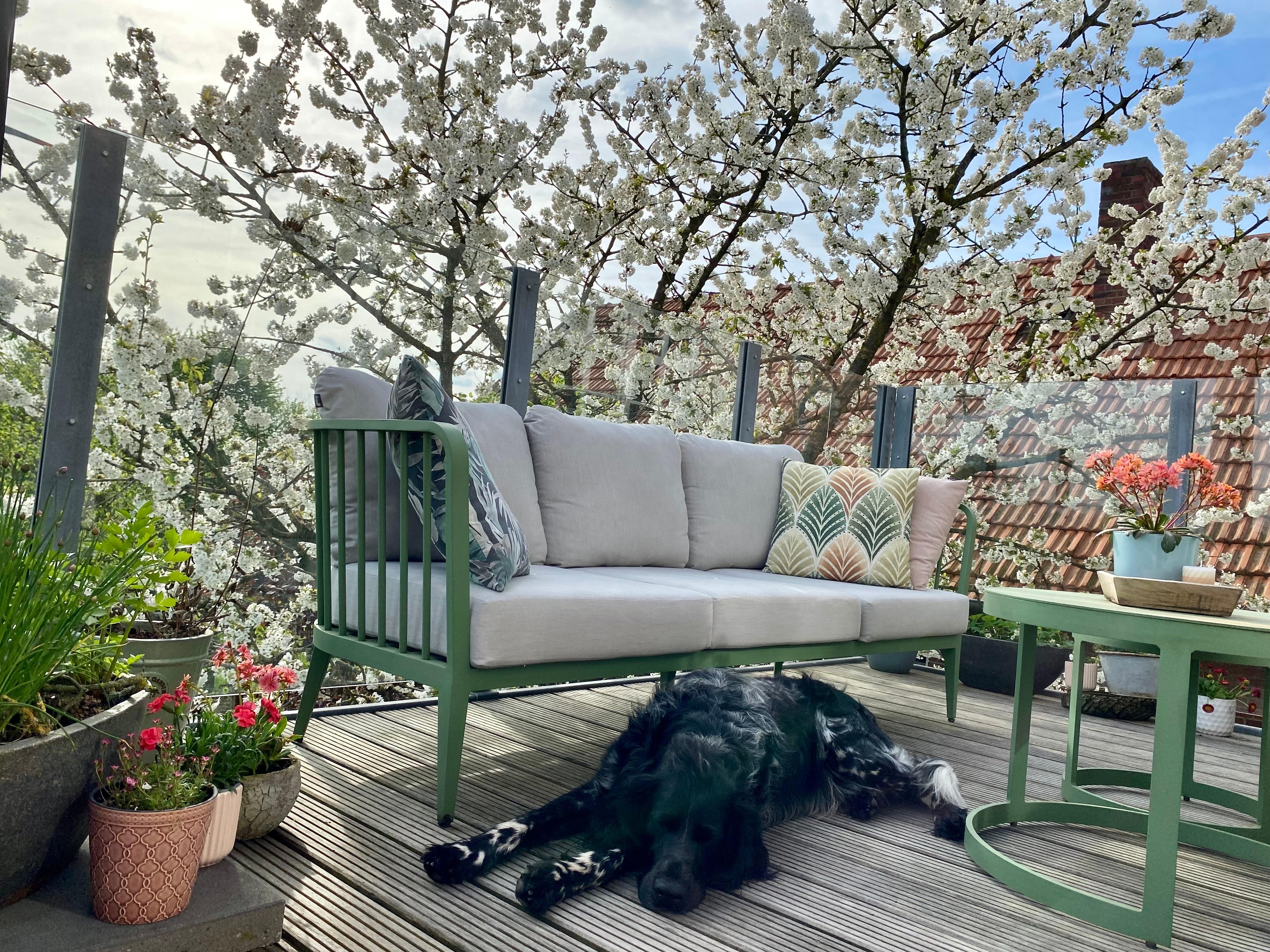 Balkonliebe 💚
#kirschblüte #grünerbalkon #pflanzenliebe #amliebstendraussen 
