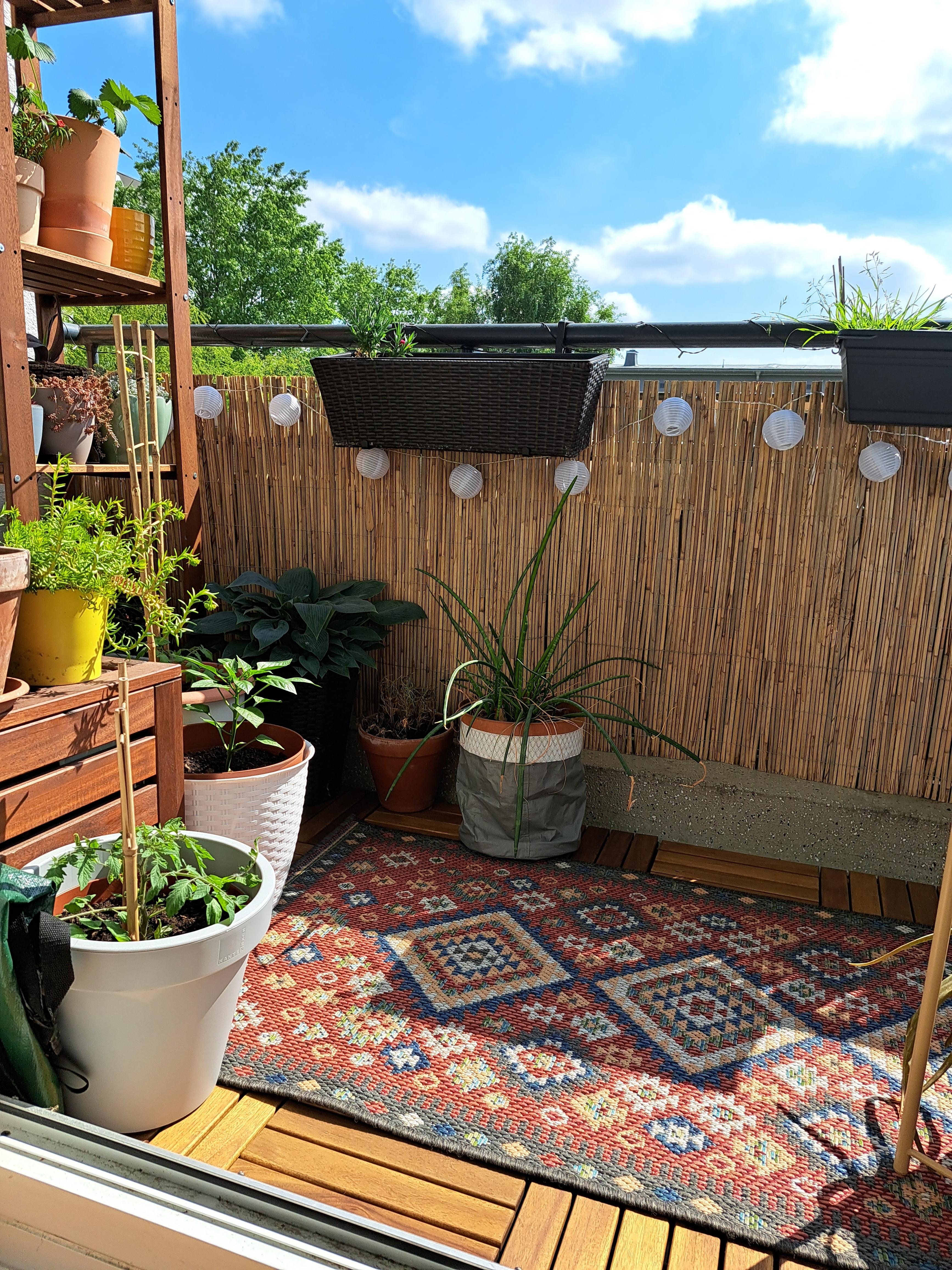 Balkonliebe #pflanzen #balkon #summervibes