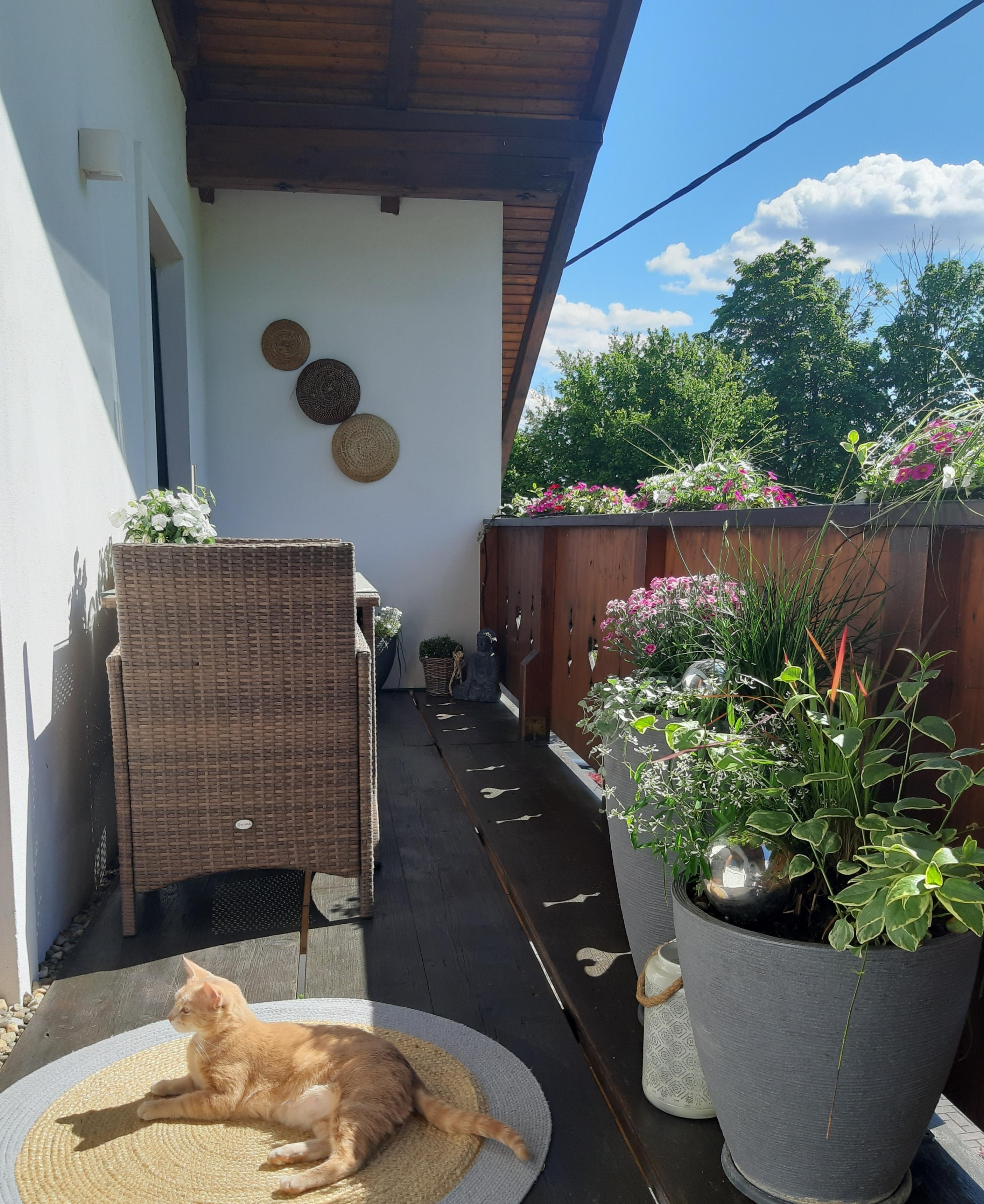 ☀️#balkon#sommer#balkondeko#blumen#boho#couchliebt#deko#outdoor#bohostyle#gartenmöbel