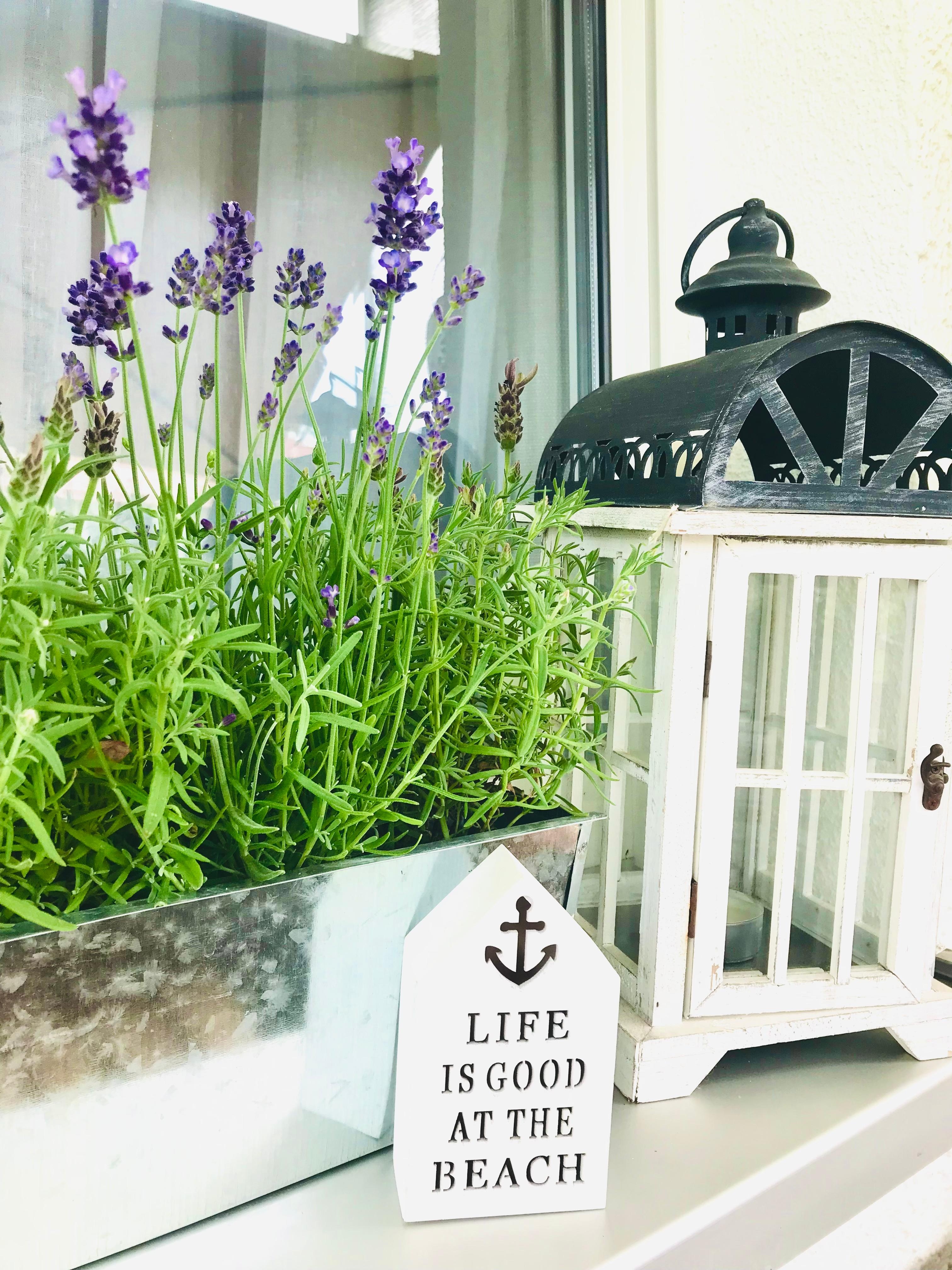 #balkony #home #summer #lavendel 
🤍💜