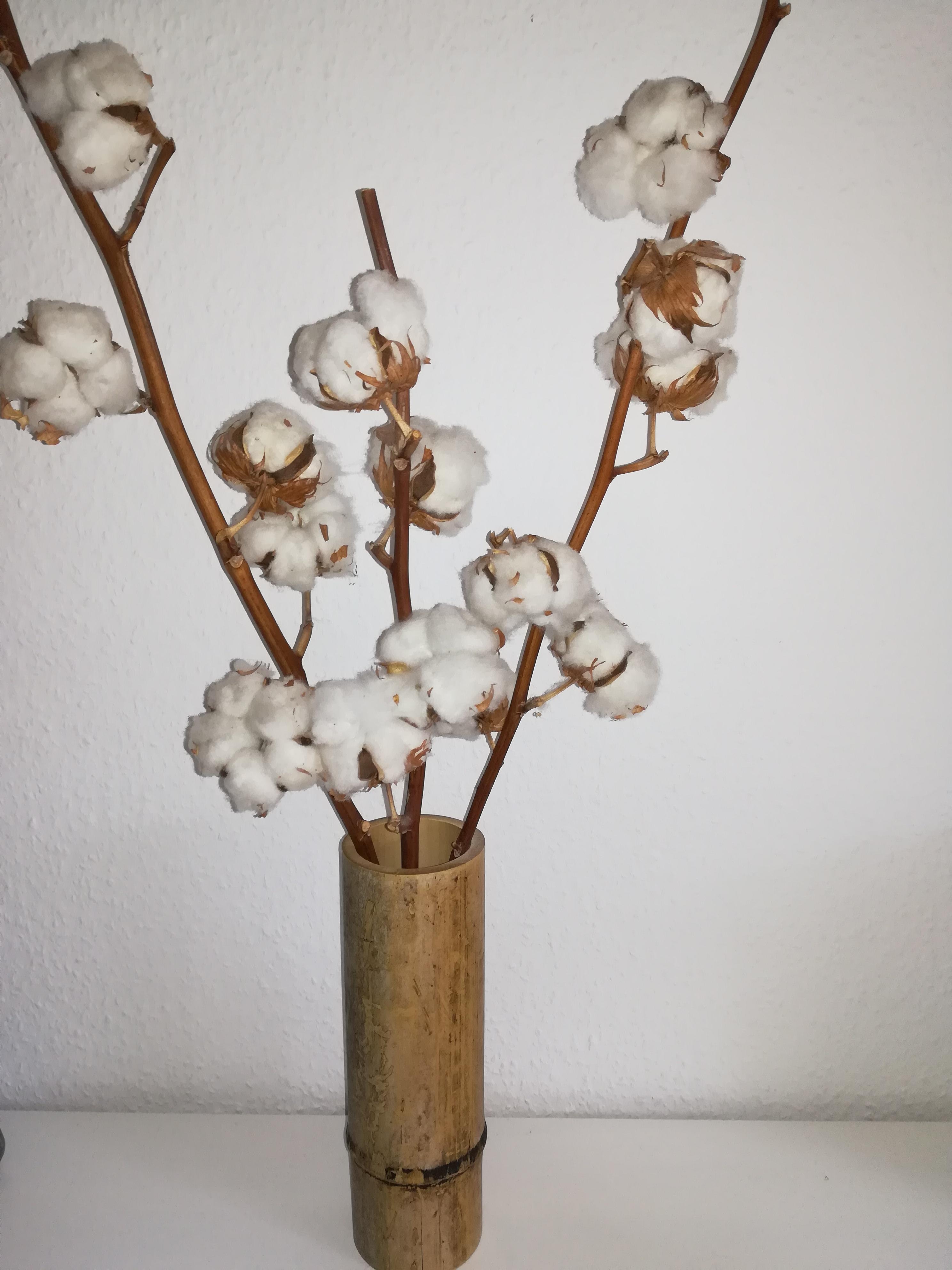#bambus #vase #baumwolle #grün #natur #beige #zweige #weiß #pflanzenliebe #flowers  #pflanzen
