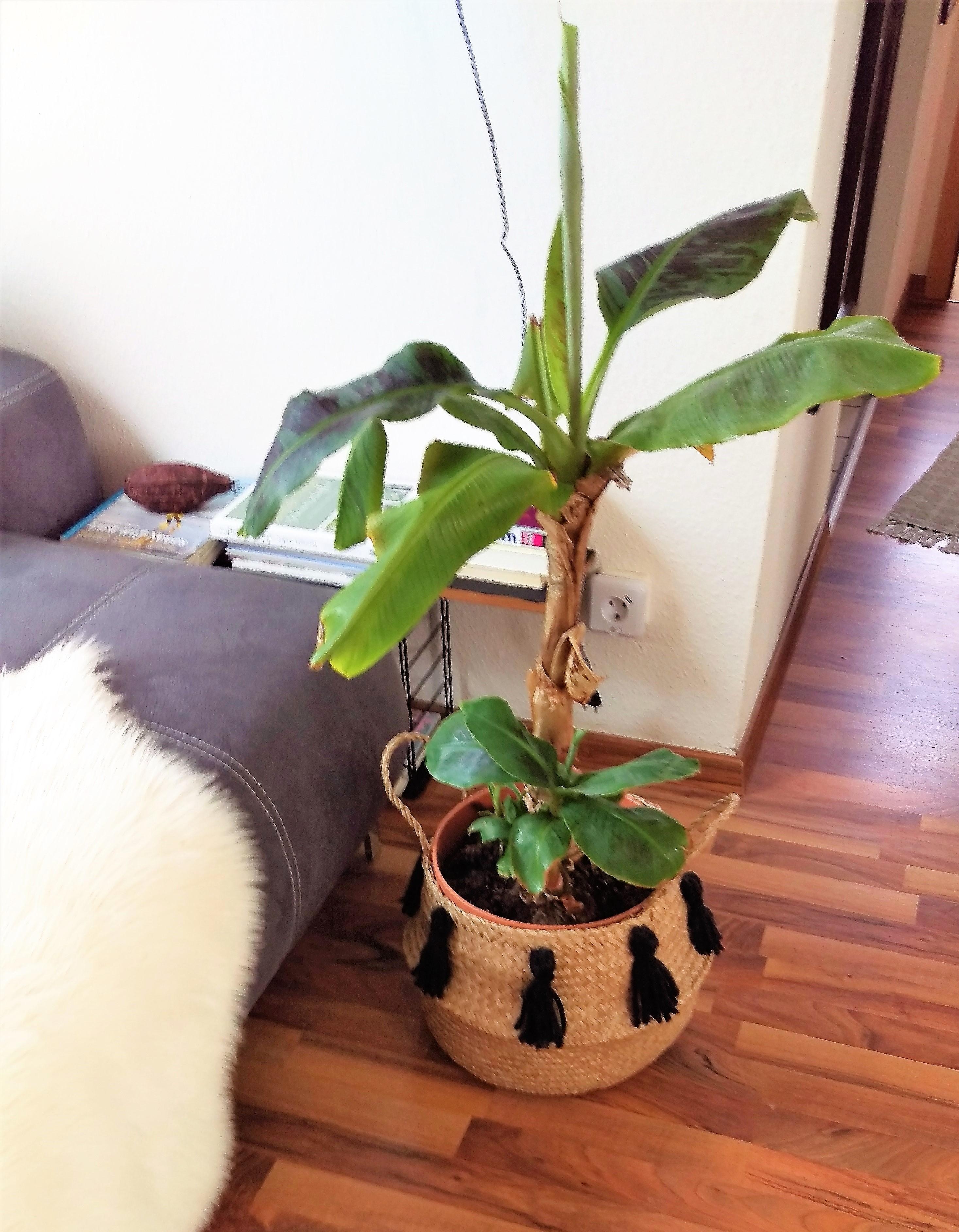 banane #plant #wohnzimmer 
#livingroom