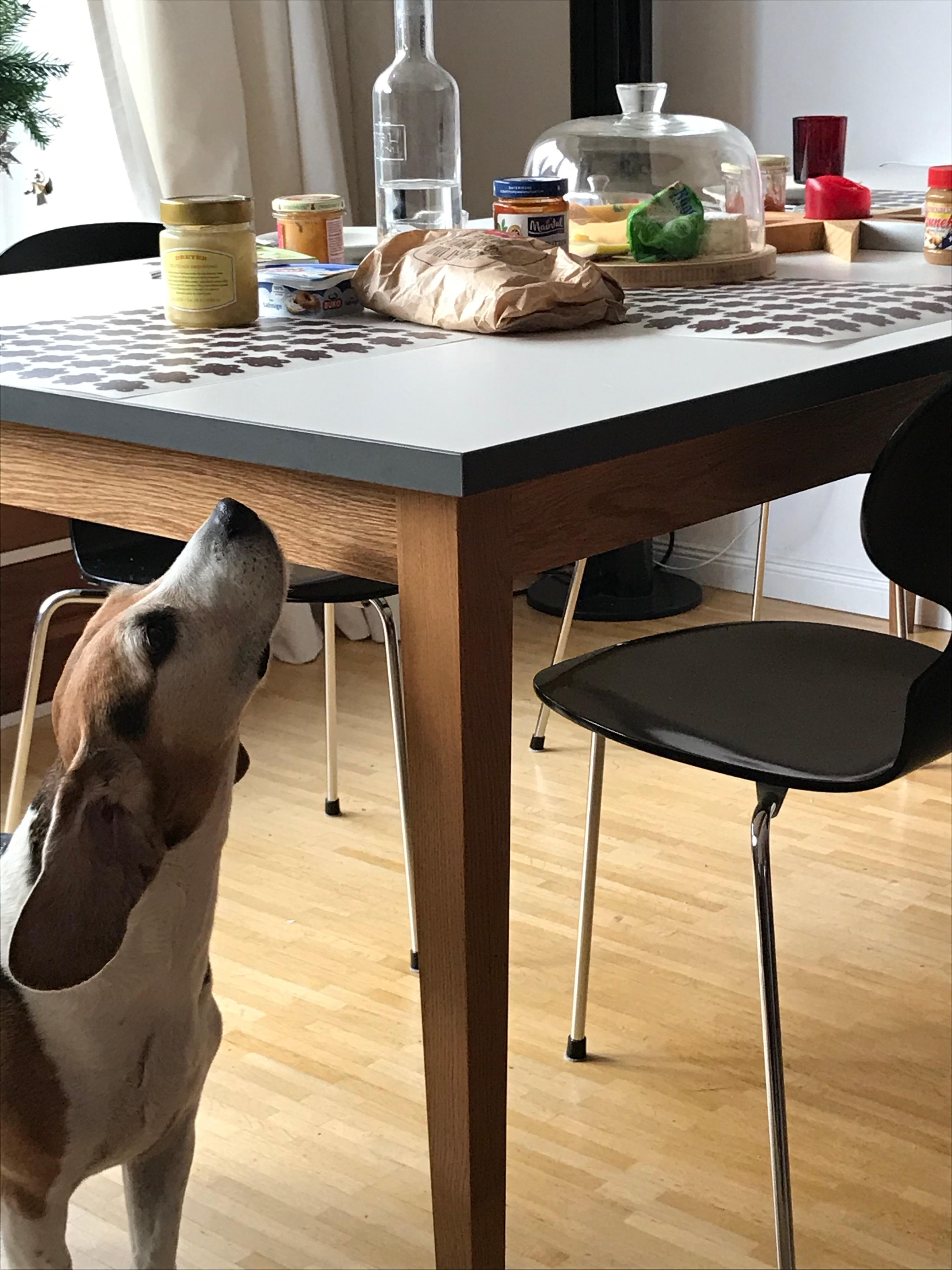 Beagle likes the new dining table #dining table #esstisch massiv #holztisch