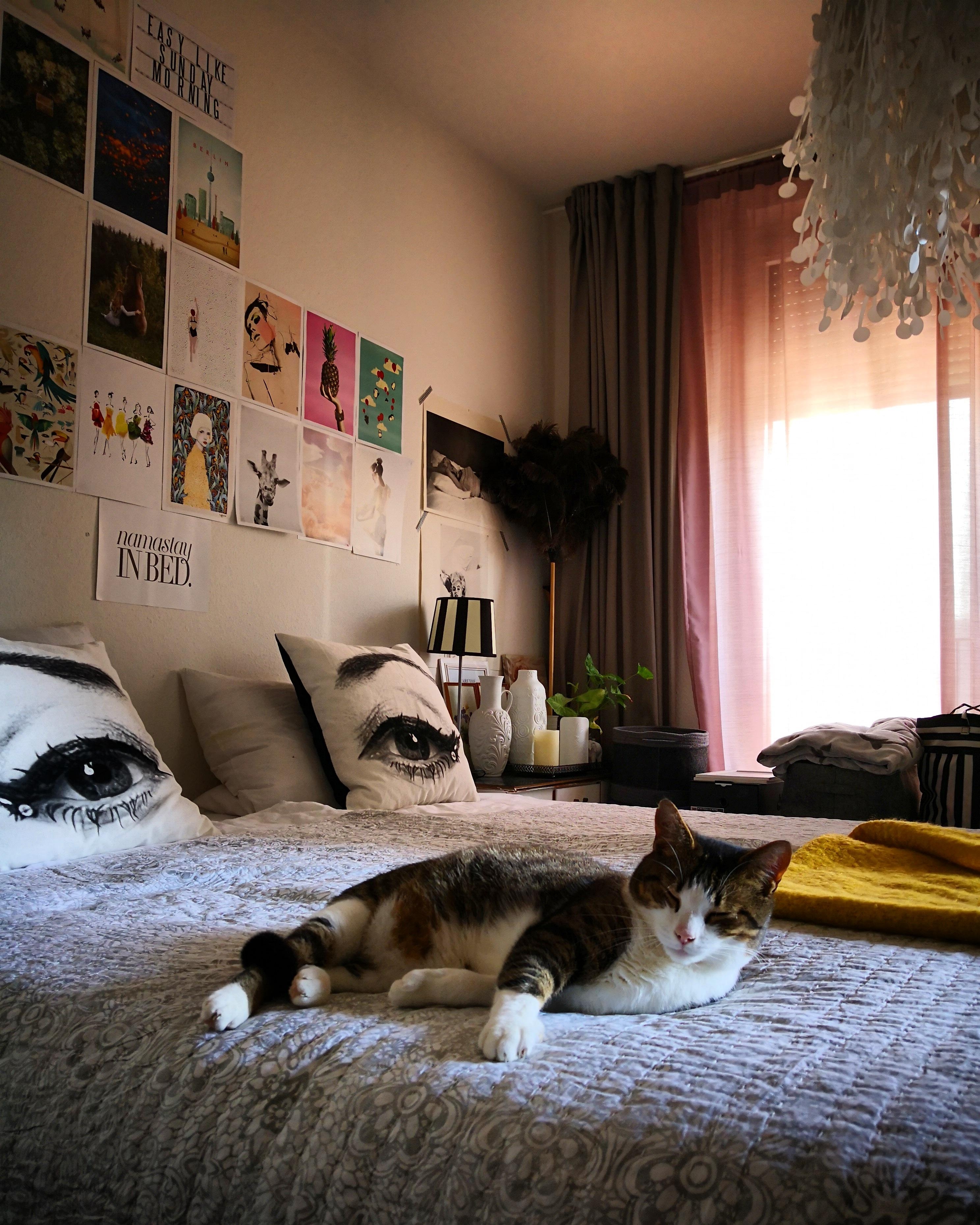 #bedroom #catcontent #lazy #chillout #home