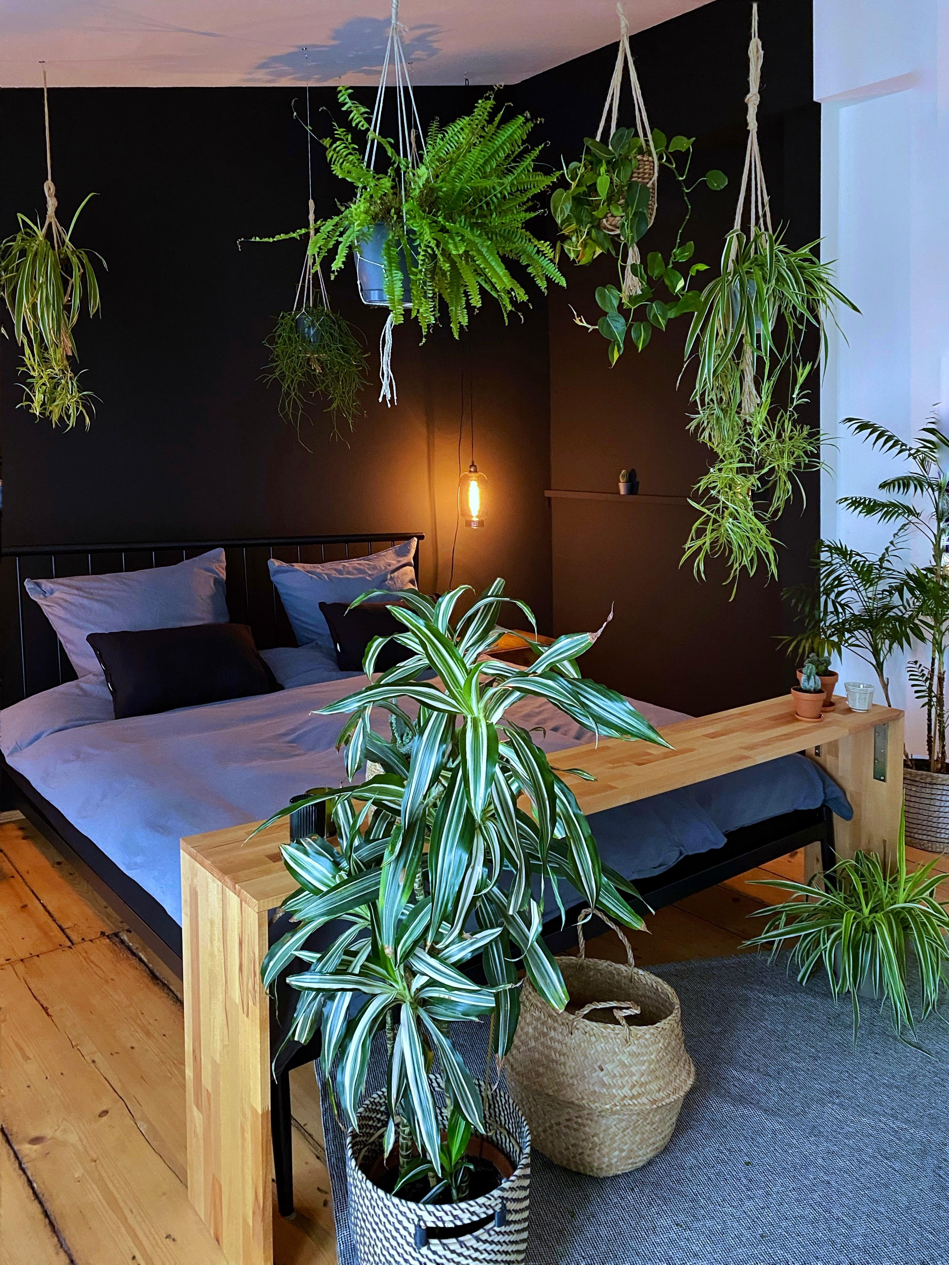 #bedroom #schlafzimmer #urbanjungle #plants #schwarz #schwarzewand