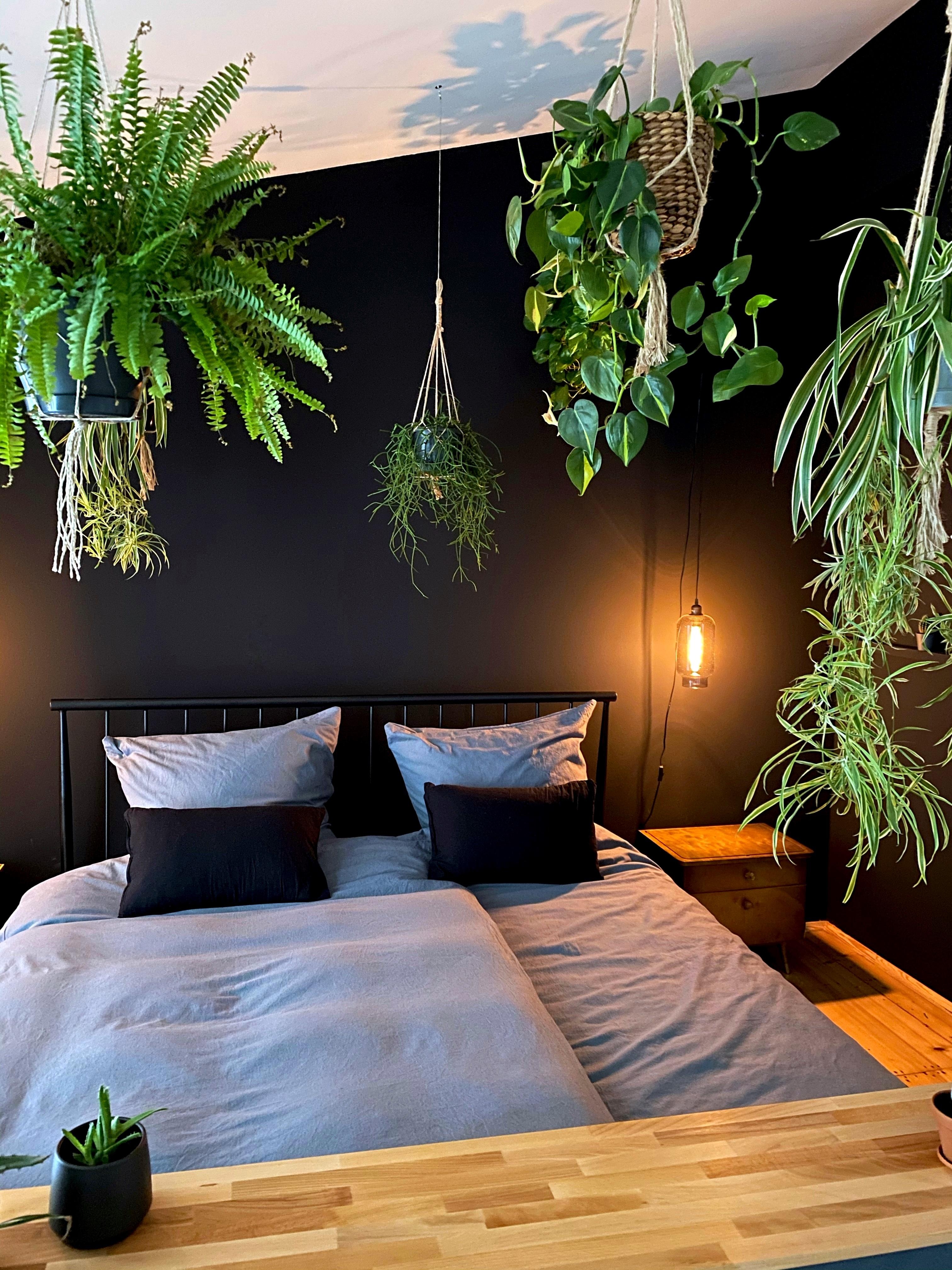 #bedroom #schlafzimmer #urbanjungle #plants #schwarz #schwarzewand