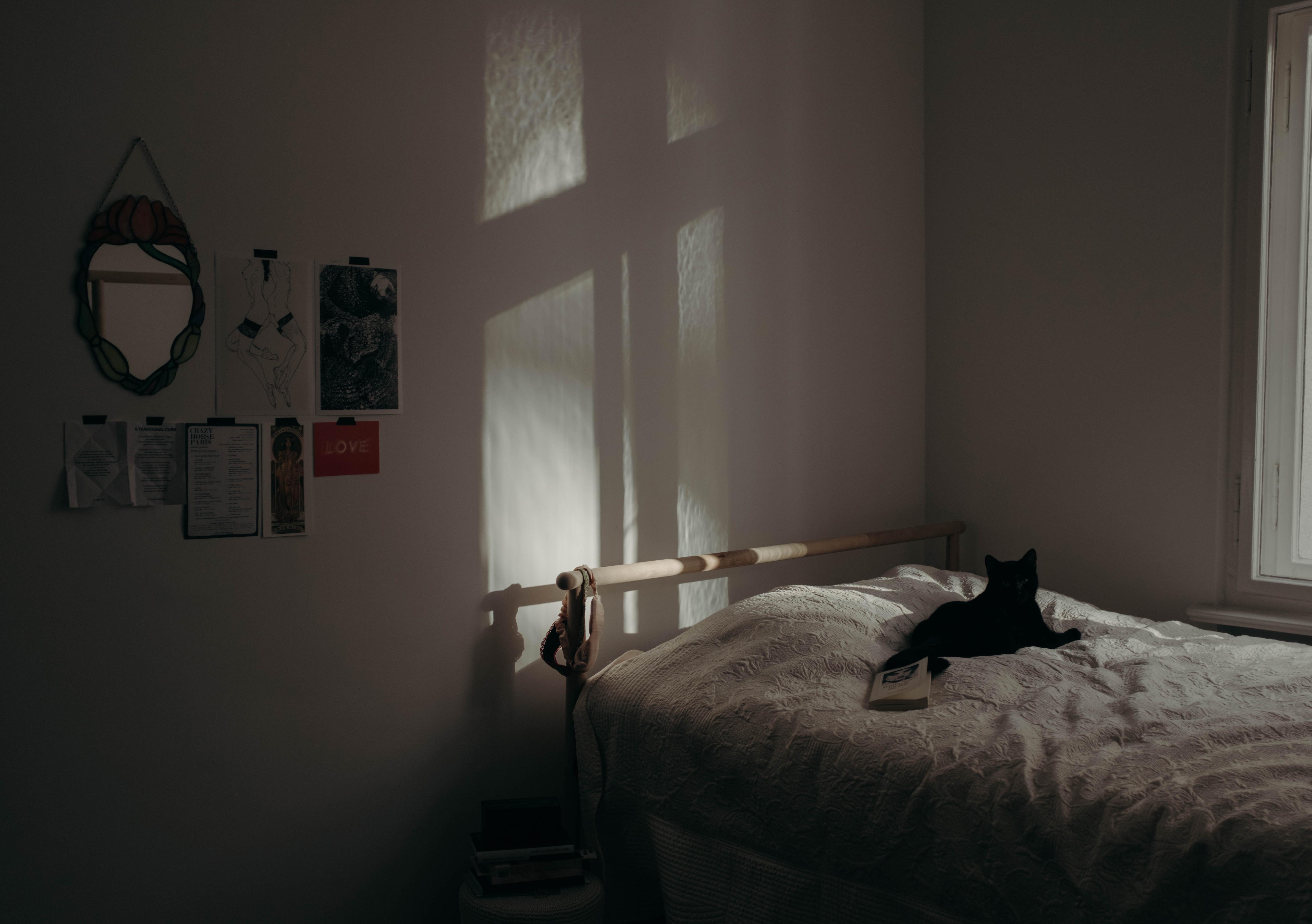 bedroom stories with Ozzy #bedroom #livingwithcats