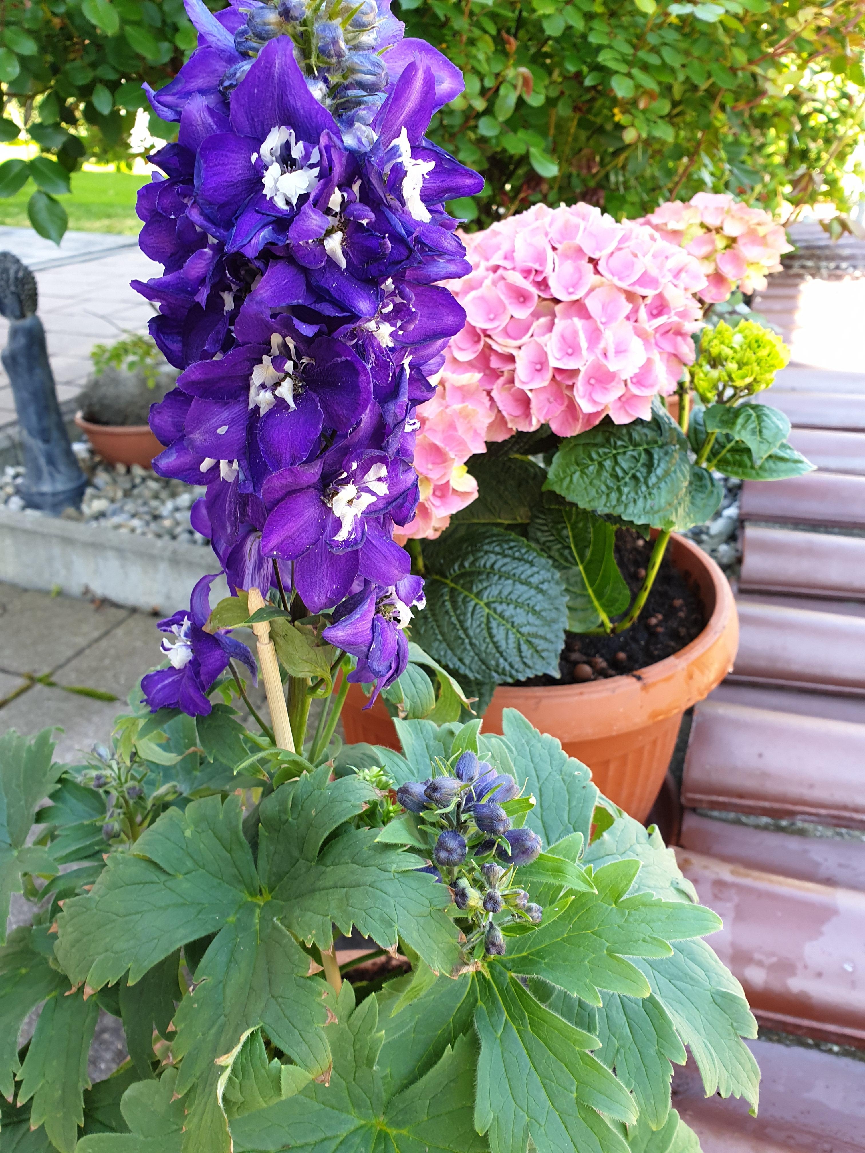Bei dem schönen Wetter ist #gartenzeit ⚘🌿🍀🌳  #rittersporn #hortensie #flowers #blumen #allesblüht