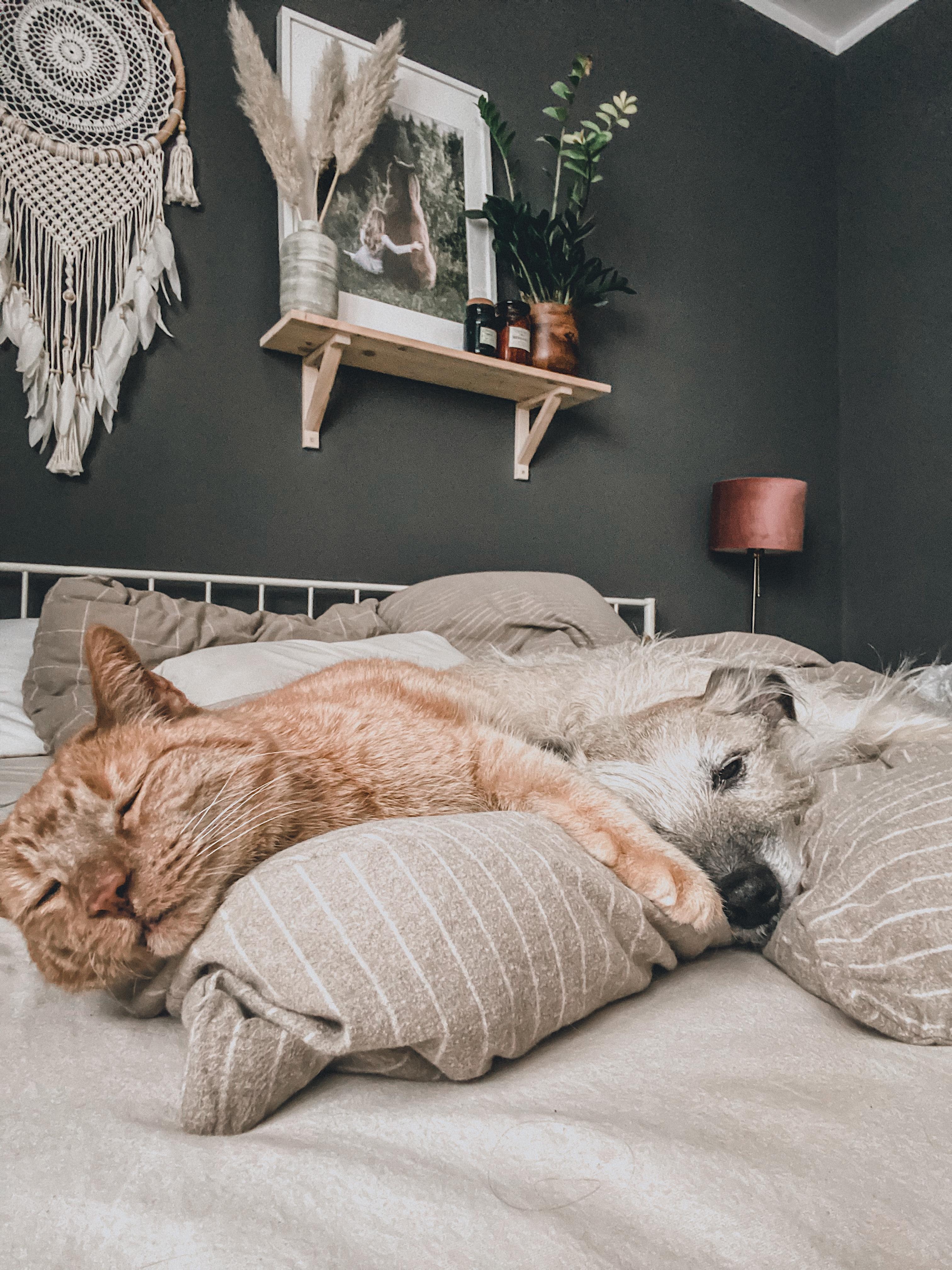 best friends. #cat #dog #bedroom