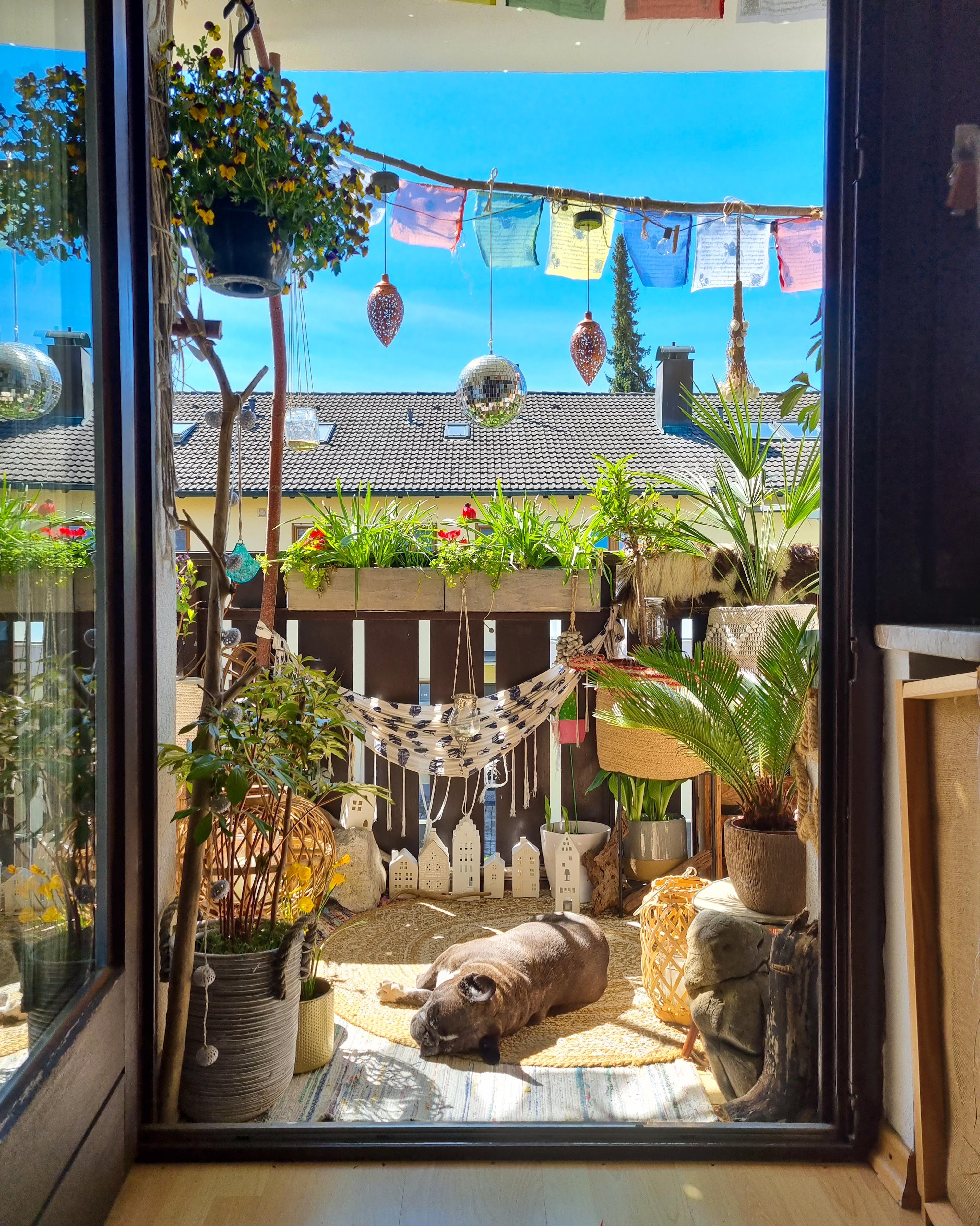 Bester Ausblick 🤍 #Balkon #Balkontür #Pflanzen #boho #hippie #Teppich #Mandala #Vase #Übertopf