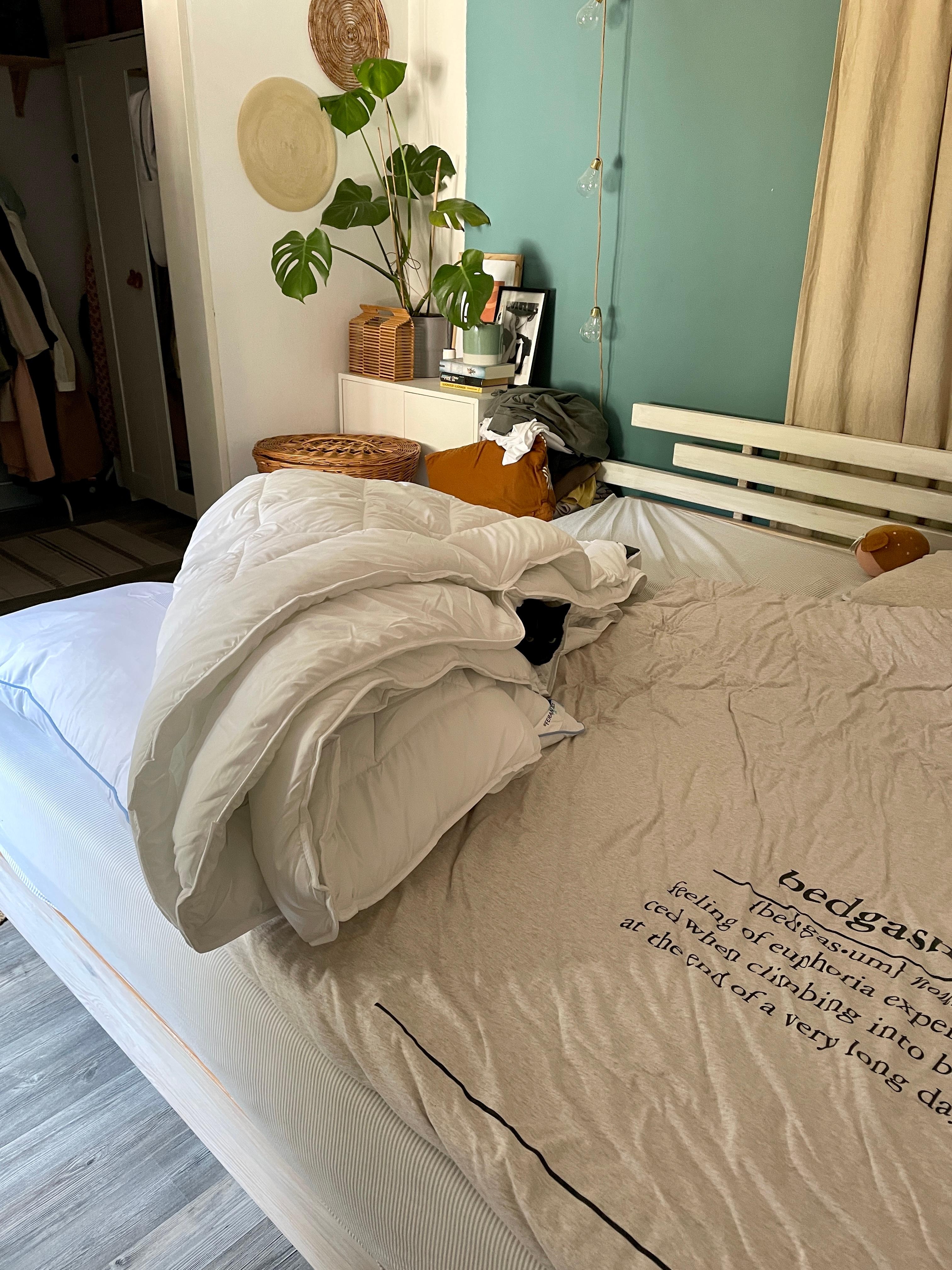 Bester Start ins Wochenende- im frisch bezogenen Bett #findalan#katzenliebe#bedroom Kater 