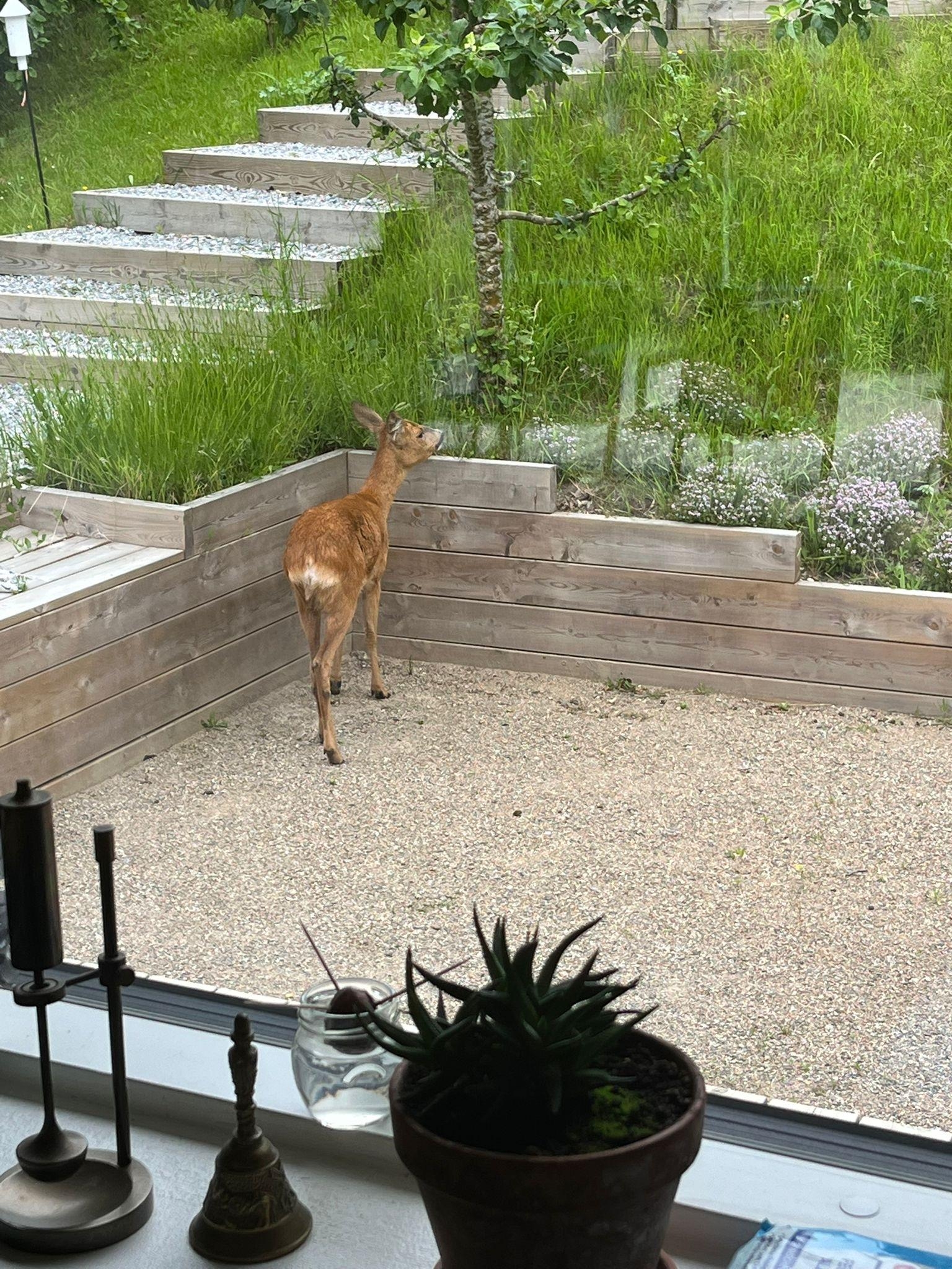 Besuch zum Frühstück am letzten Ferientag 