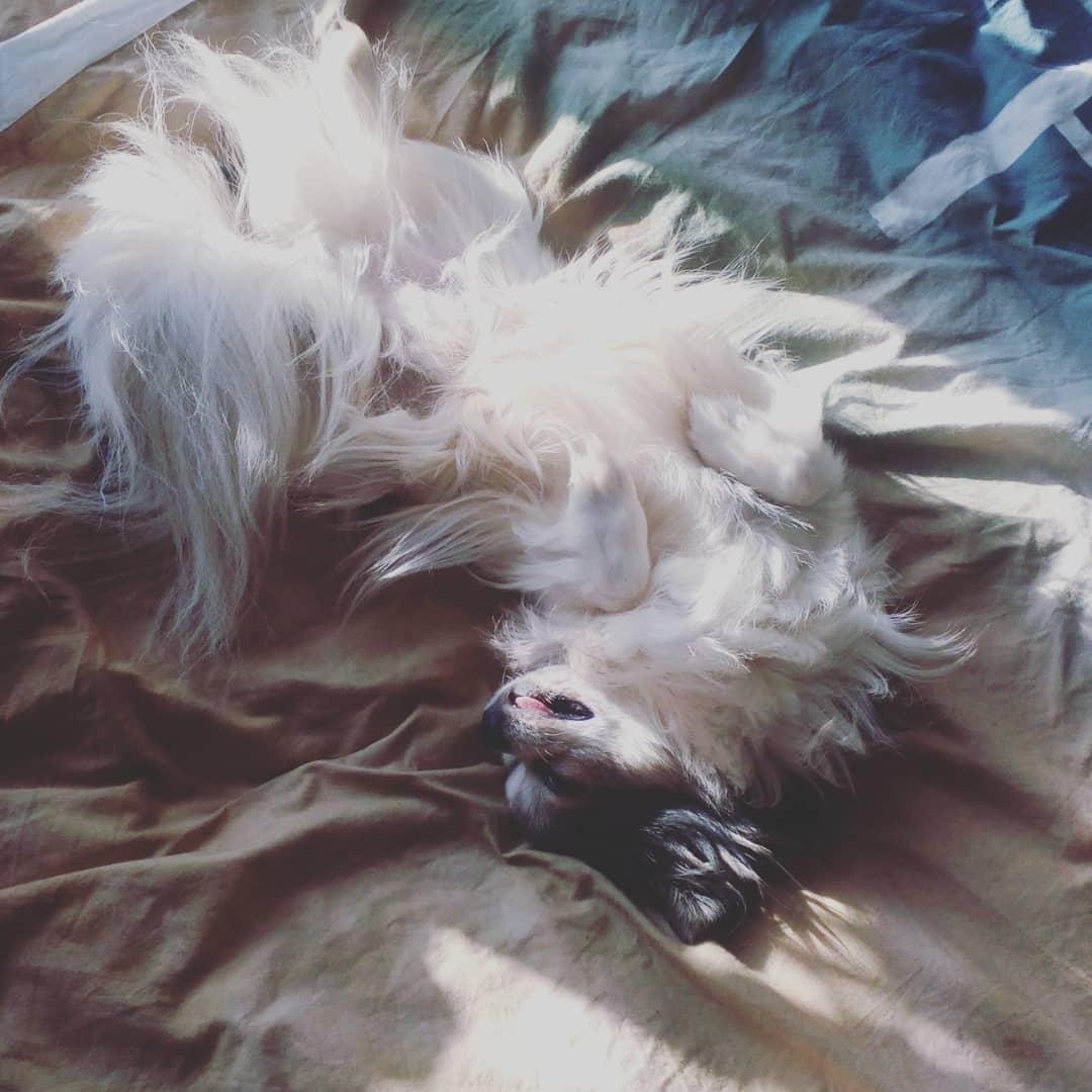 #bett#schlafenderhund#sleepingdog#chihuahua#hund#dog