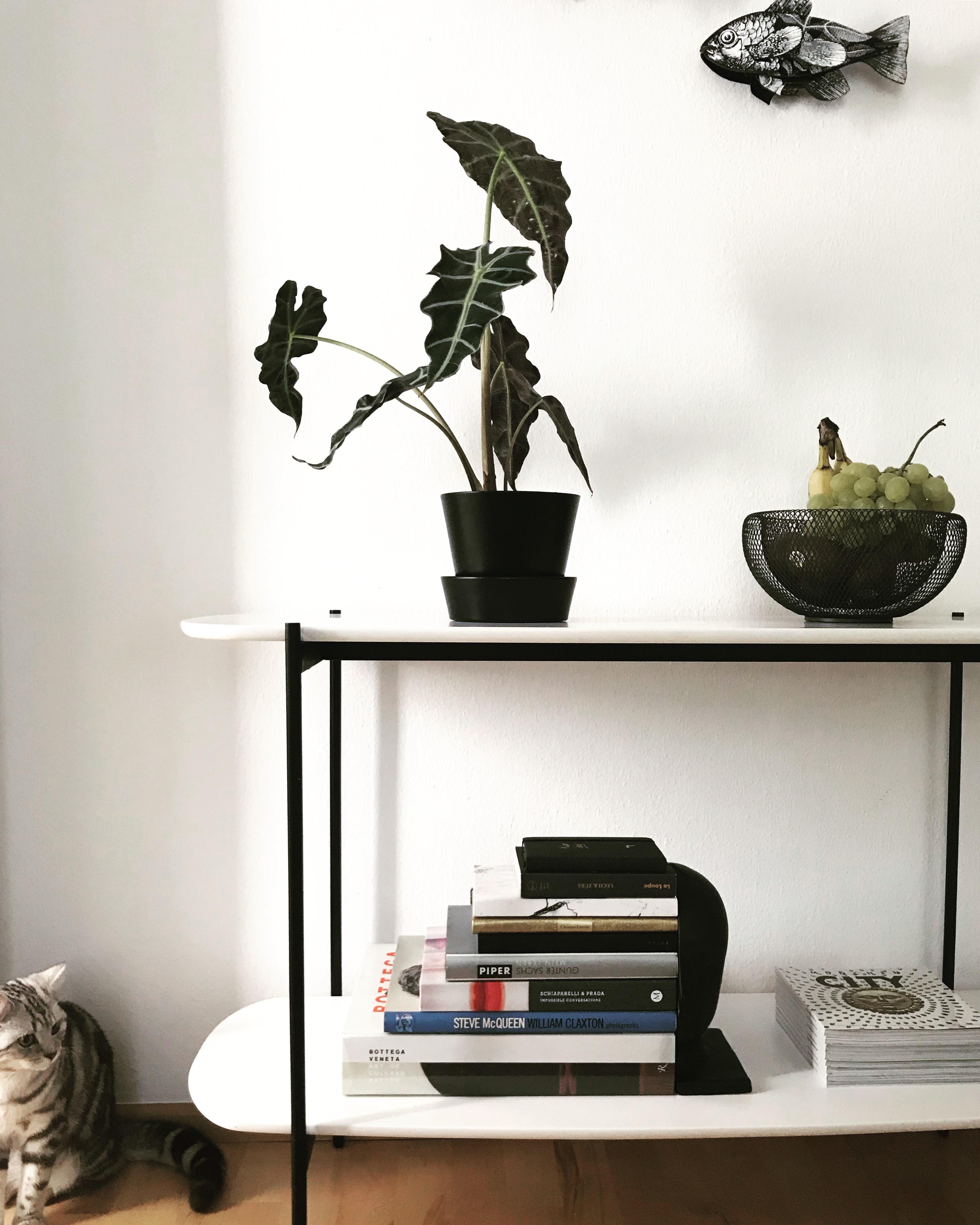 BLACK AND WHITE SHELFIE

#shelf #blackandwhite #lottithecat #livingroom #nawyshome #fashionbooks