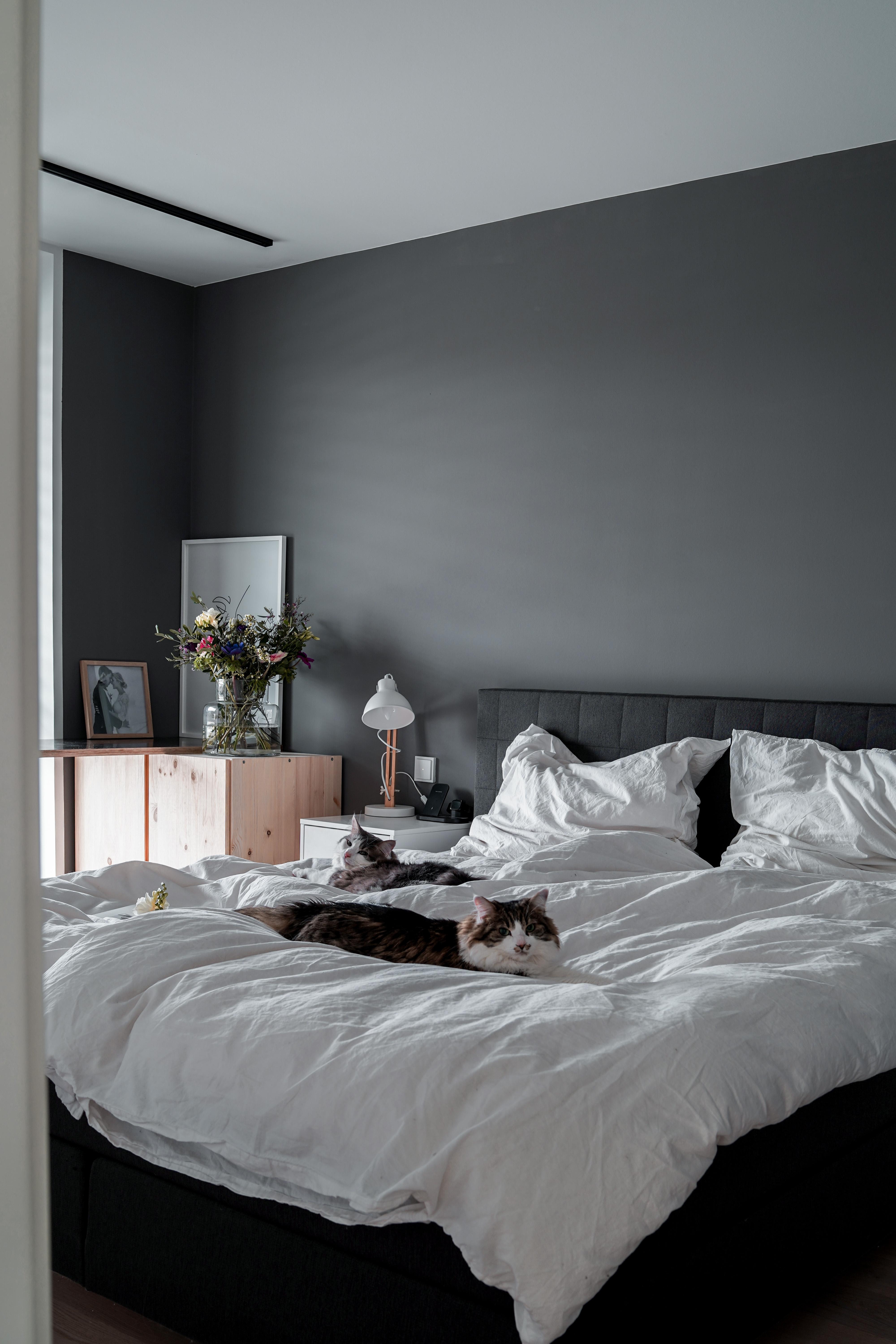 Black Beauty 🖤
#schlafzimmer #bedroom #dunklewände #blackdesign #catlover #bedroomdesign #blacklover