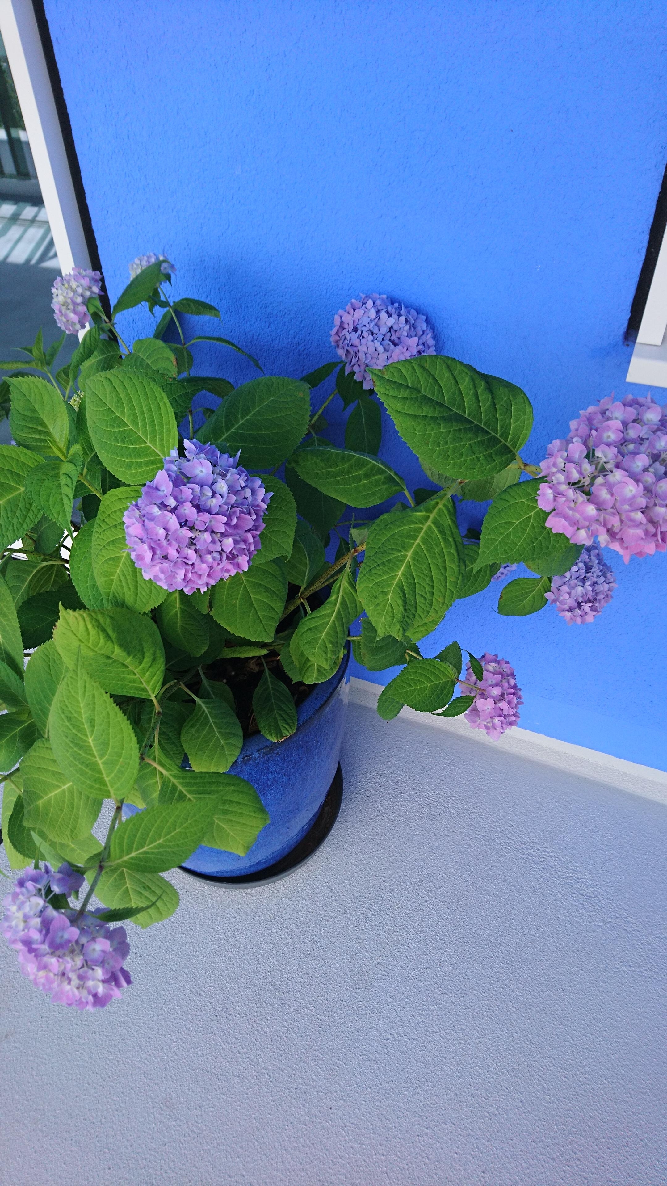 #Blau steht für Frische, Schönheit und man verbindet es mit Ruhe & Sehnsucht... 🐳 🌎

#sommerblumen #Hortensien