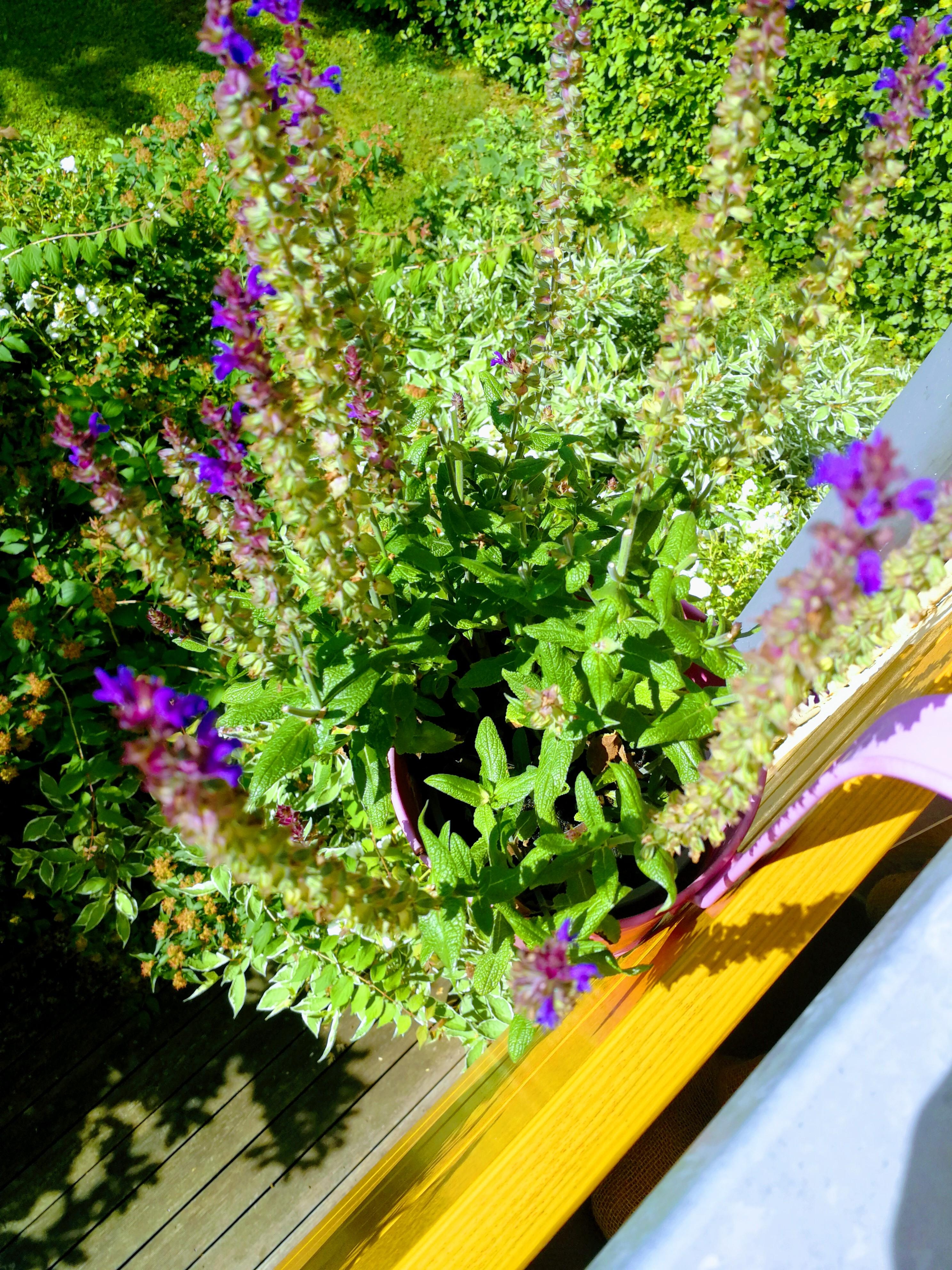 Bleib noch ein bisschen, lieber Sommer 🤗

#balkonliebe #sommer #pflanzenliebe #grün #august #sonne