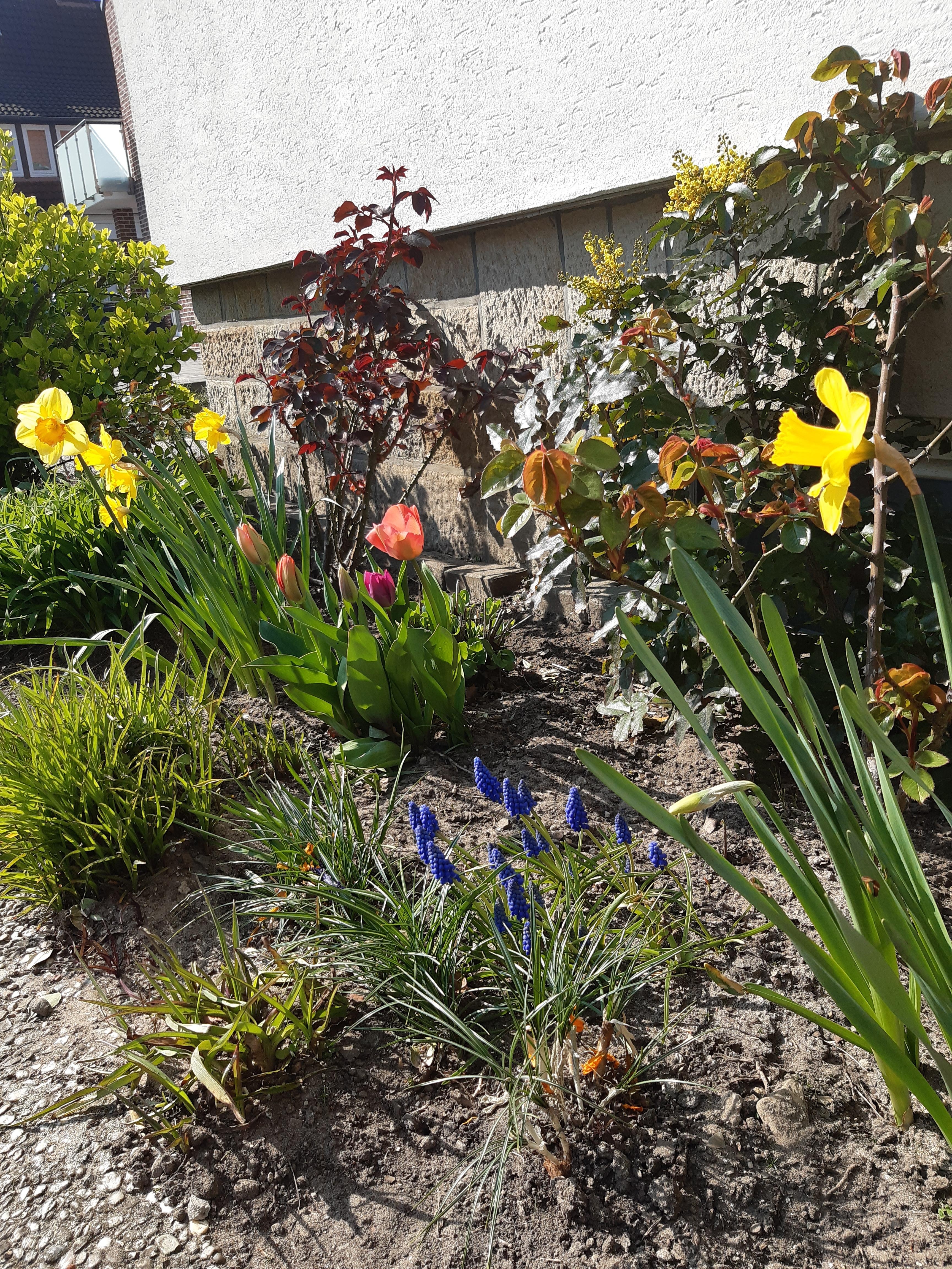 Bleib zuhause, arbeite im Garten ;-) So langsam wird es ... #plantgang #Frühling #Garten