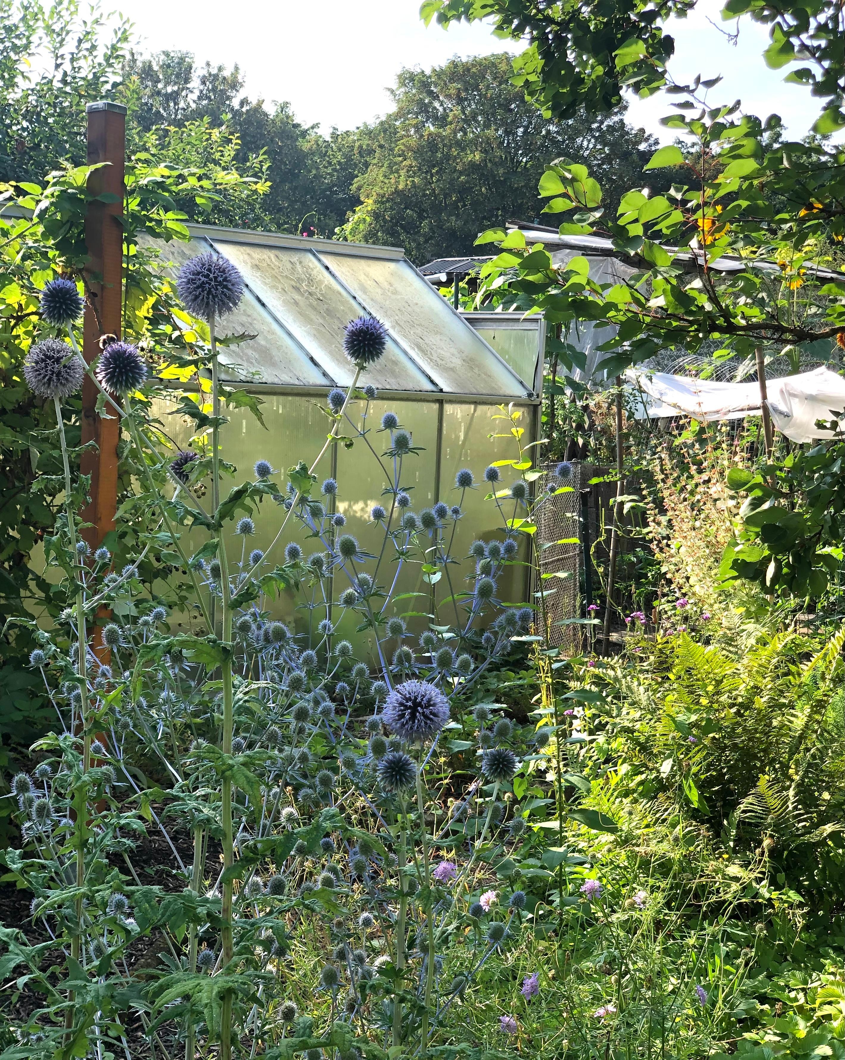 Blick auf das Gewächshaus 

#Gewächshaus #Disteln #Staudenbeet #Garteninspiration