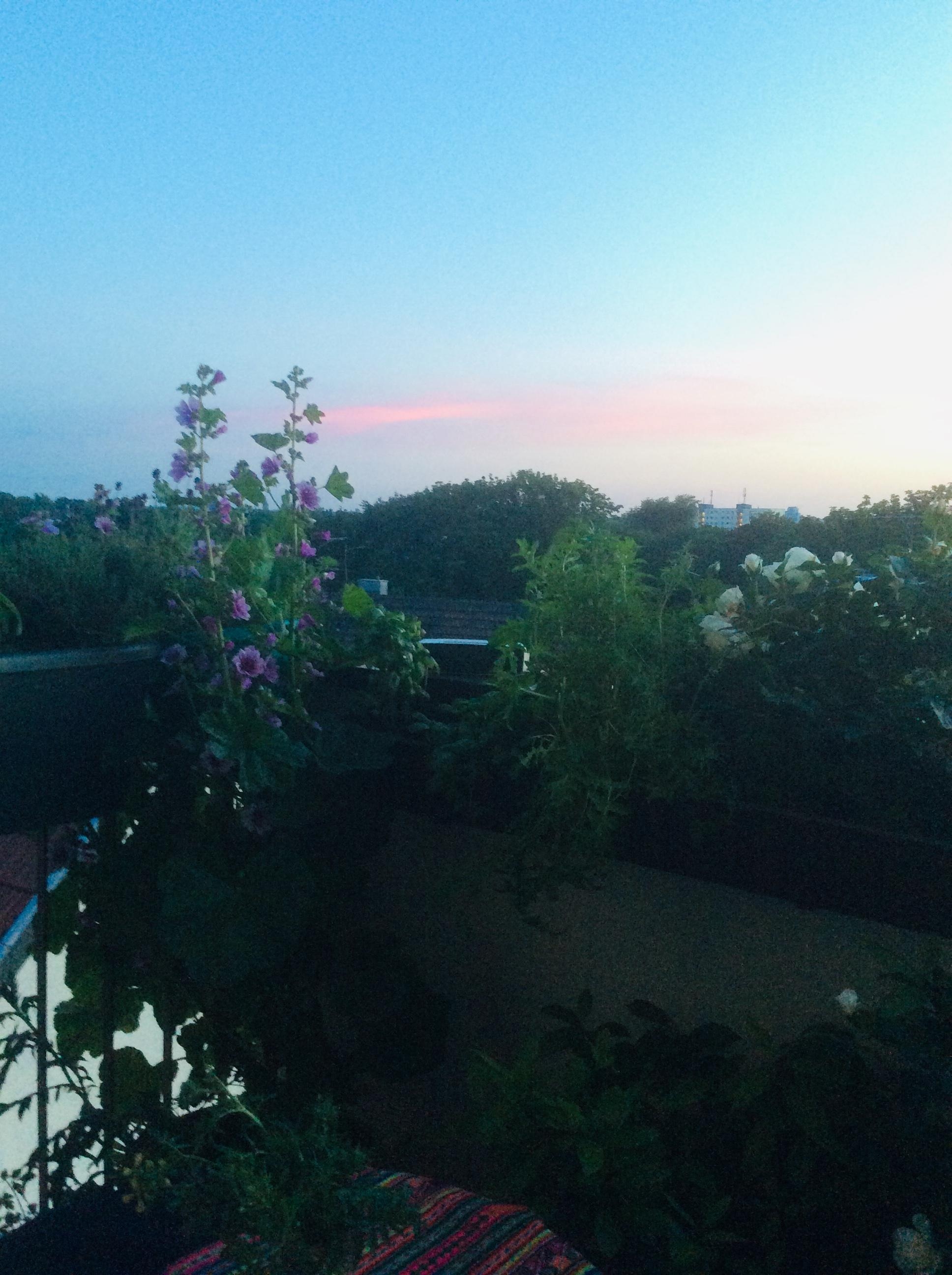 #Blühende Oase# Kräutergarten# kleinster Balkon der Stadt# HappyFriday