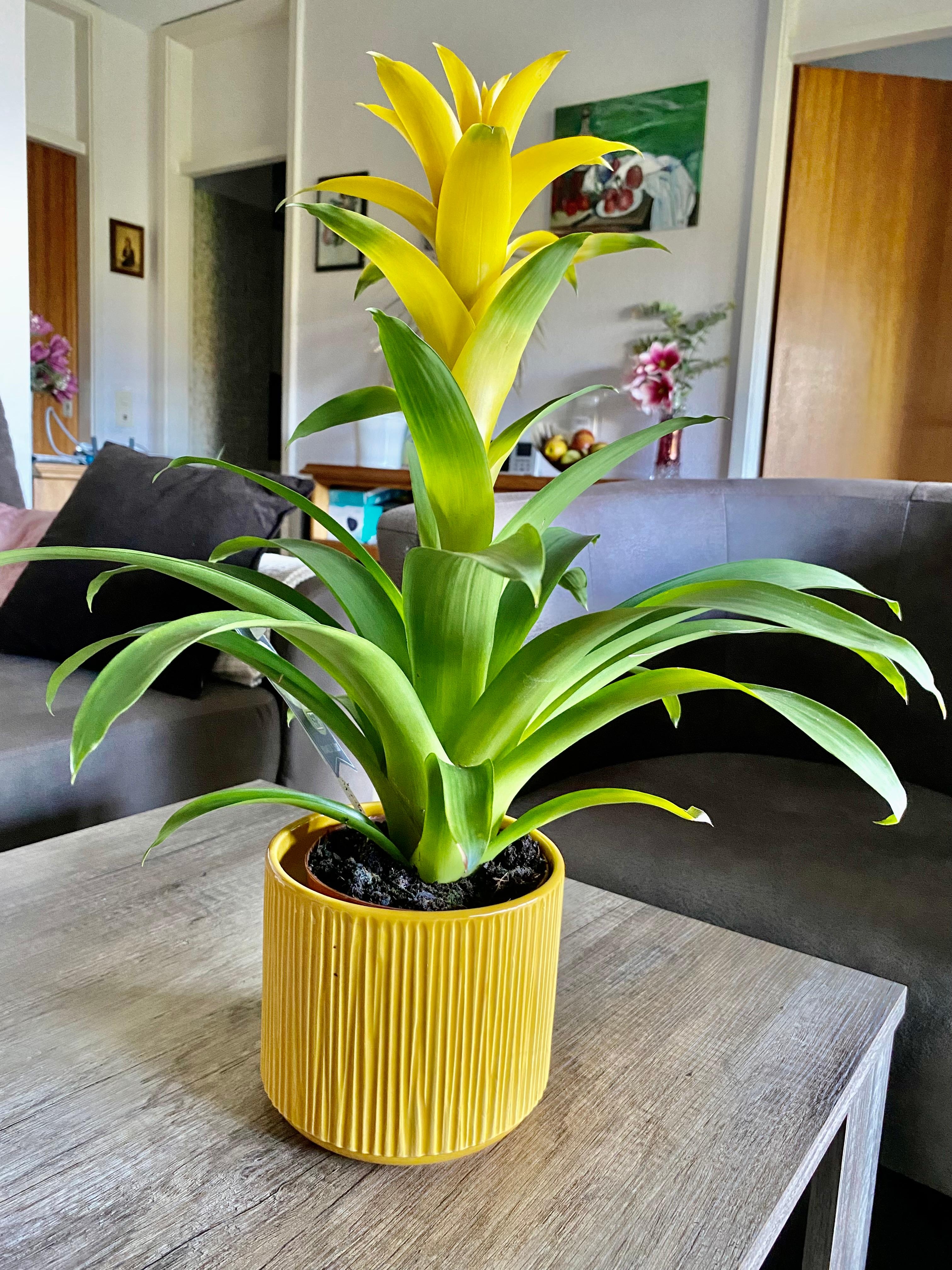 Blühende Pflanze 🪴 #bromelie #gelb #wohnzimmer 