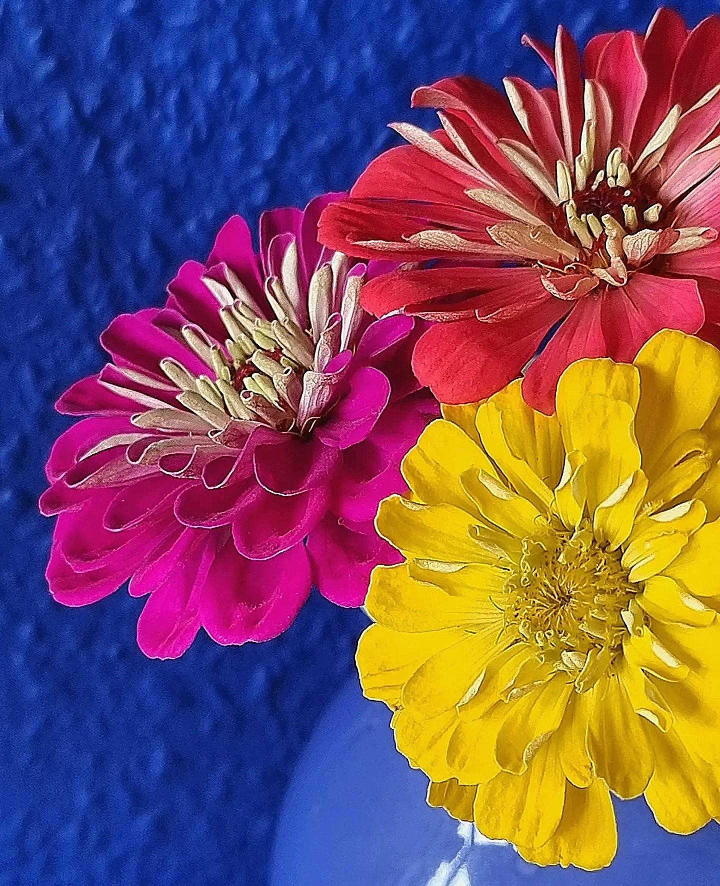 Blümerante Grüße 💙 #freshflowers aus der #Natur #Blumenliebe in der #Küche #colorfulhome #Interior #Deko #Vase 
