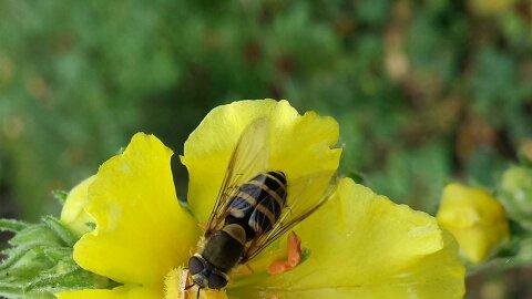#Blüte #Blume #Biene