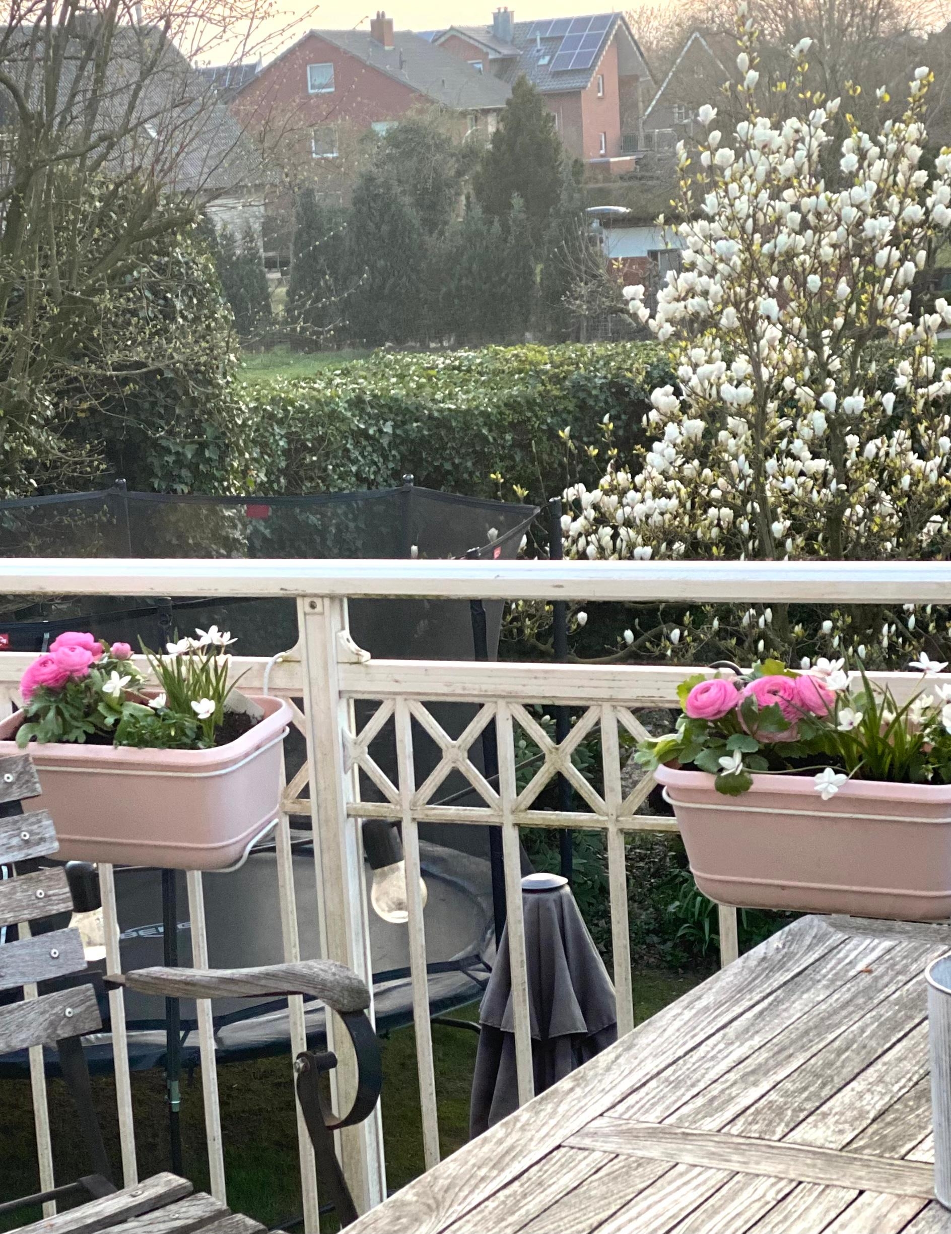 Blüten über Blüten! Endlich ist Frühling!, auch auf unserem Balkon.🌷#Frühlingserwachen #Blumen #Frühlingsblumen #Balkon 