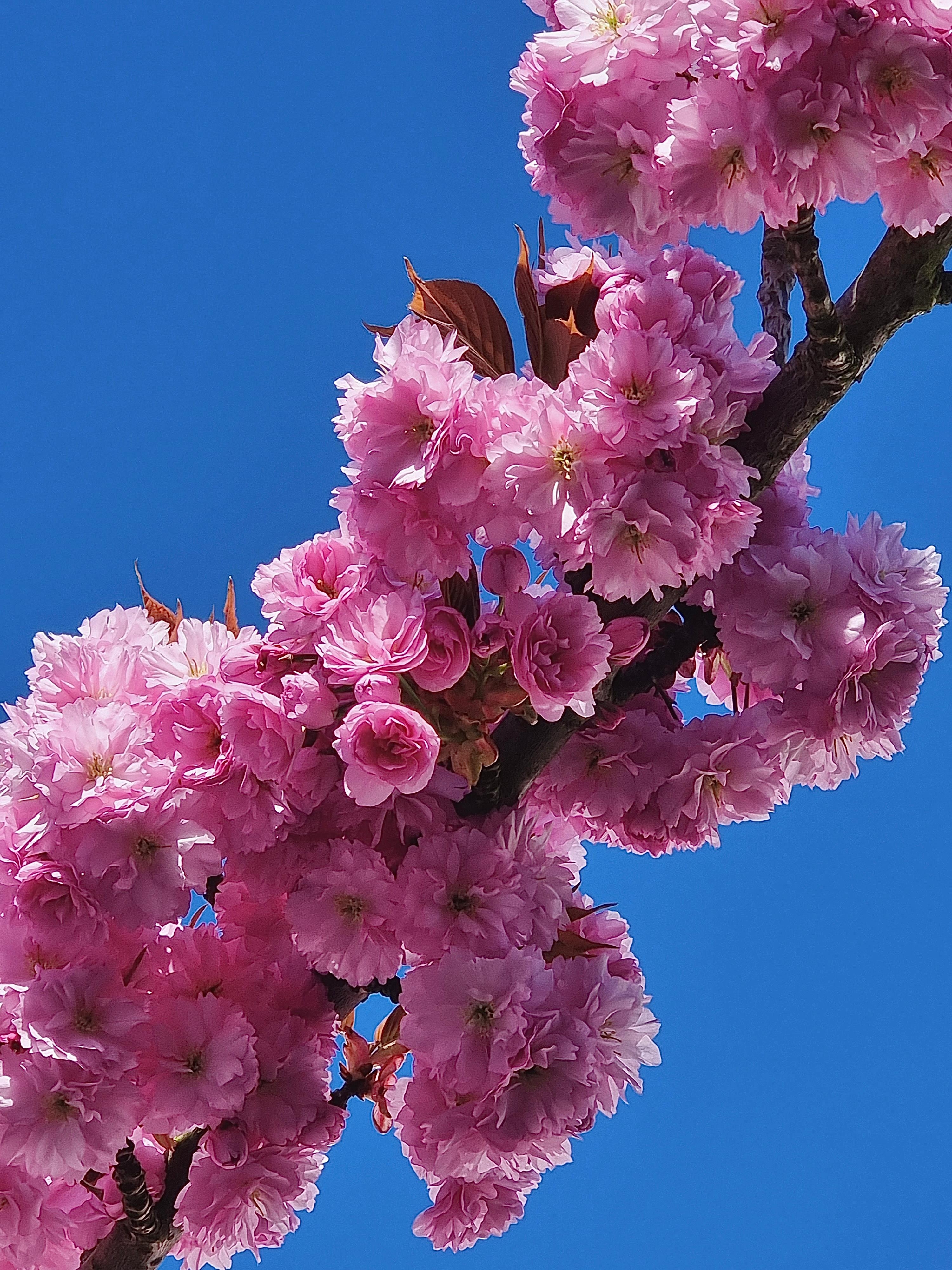 #Blütenpracht 🩷 bei #Sonnenschein eingefangen.. #Natur #Frühling #Blumenliebe #Freshflowers #Outdoortones #Springtime #Fotoliebe #Couchliebt 
