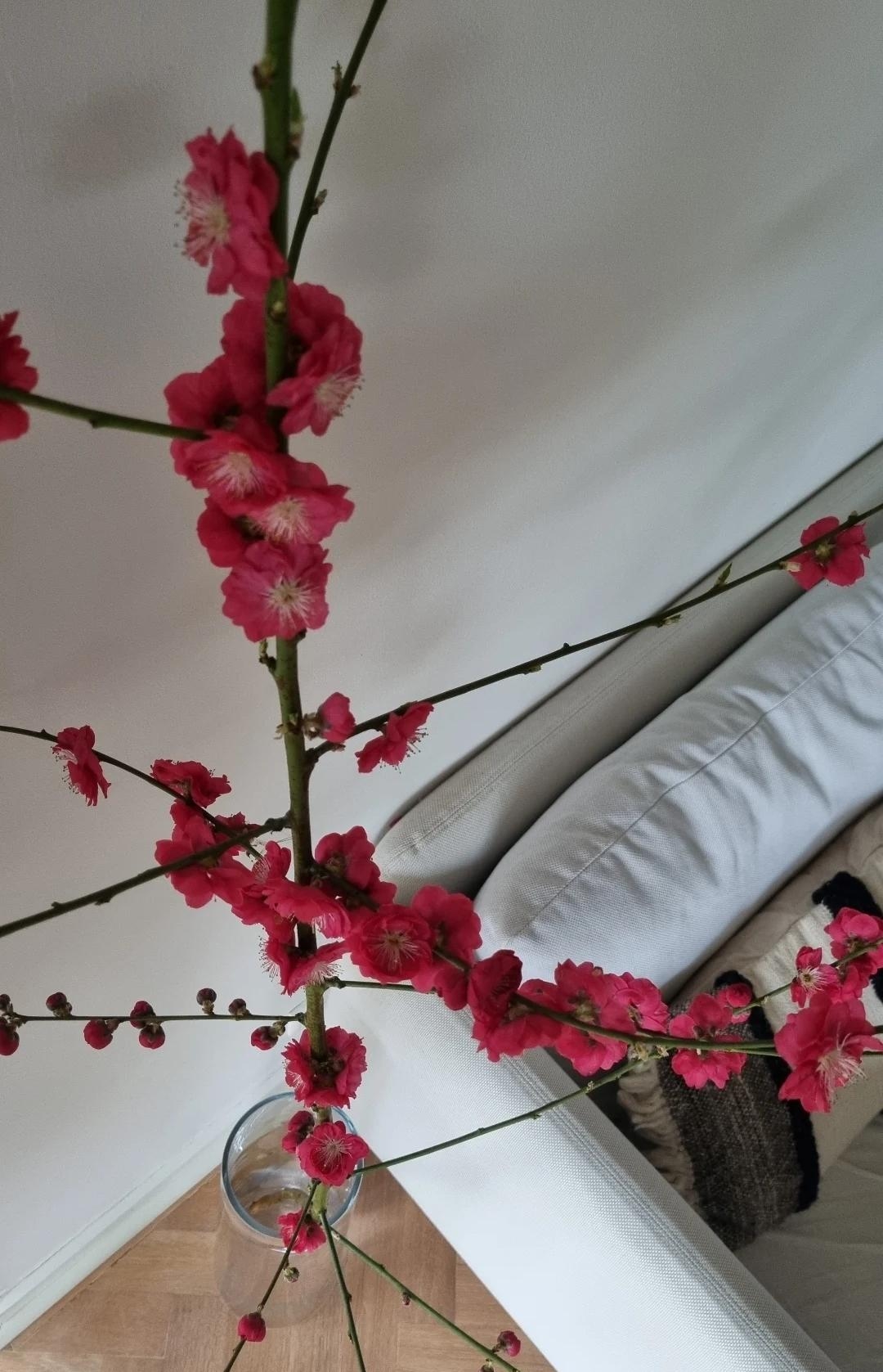 #blütentraum #blüten #kirschblüten #zweige #dekomitzweigen #dekoinspo #frühling #frühlingimhaus