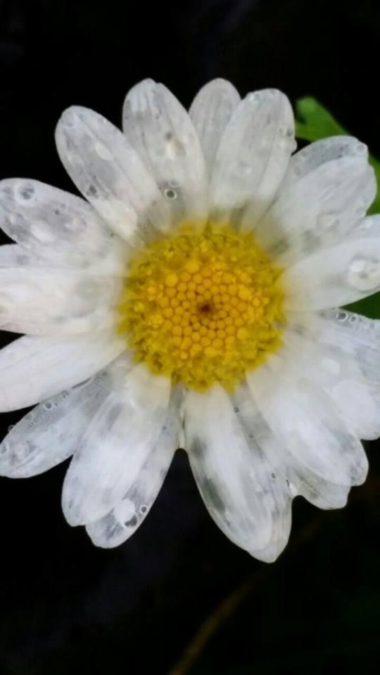#Blume #Regen #transparent