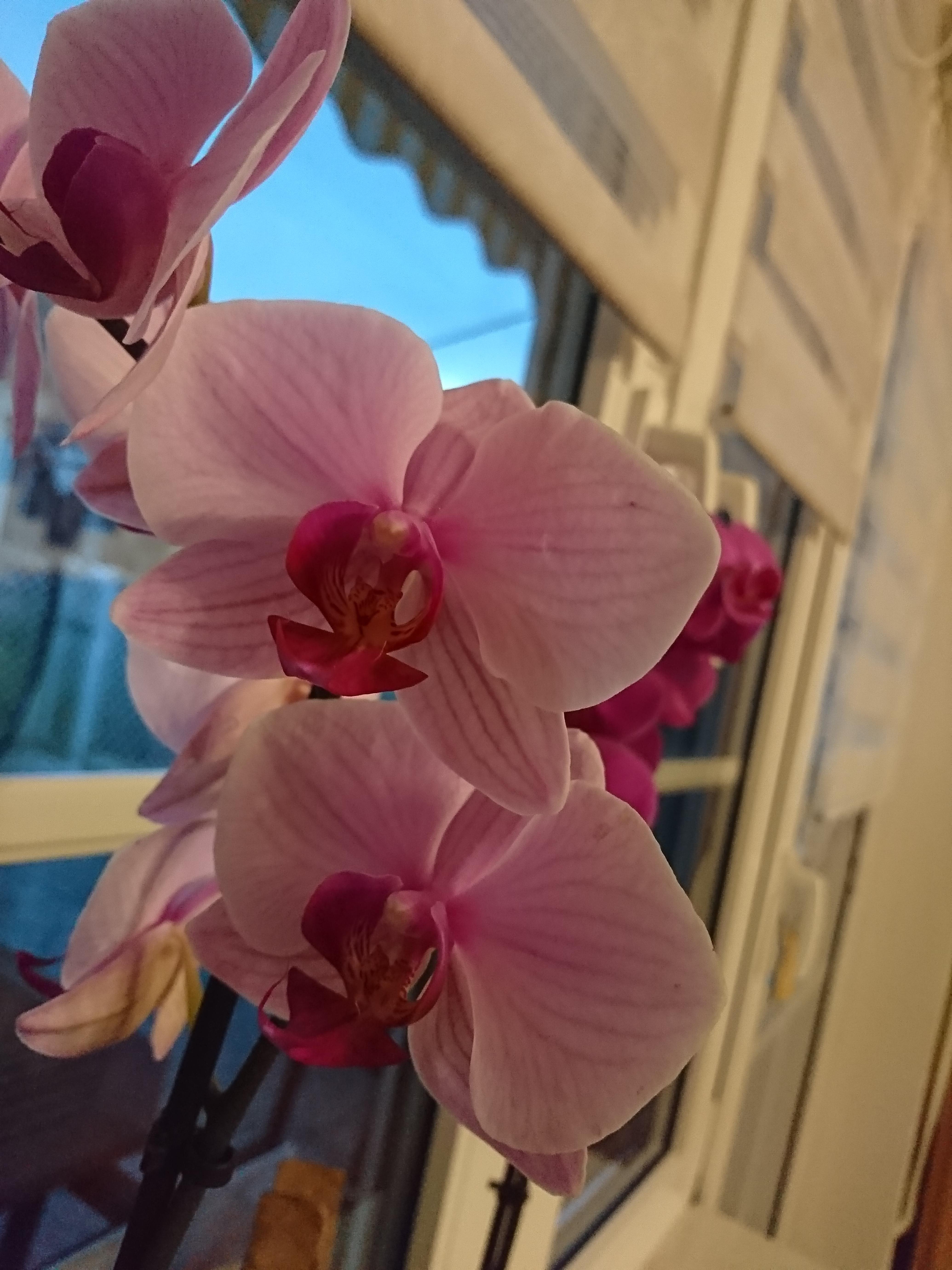 #blumen #orchidee #wohnzimmer 