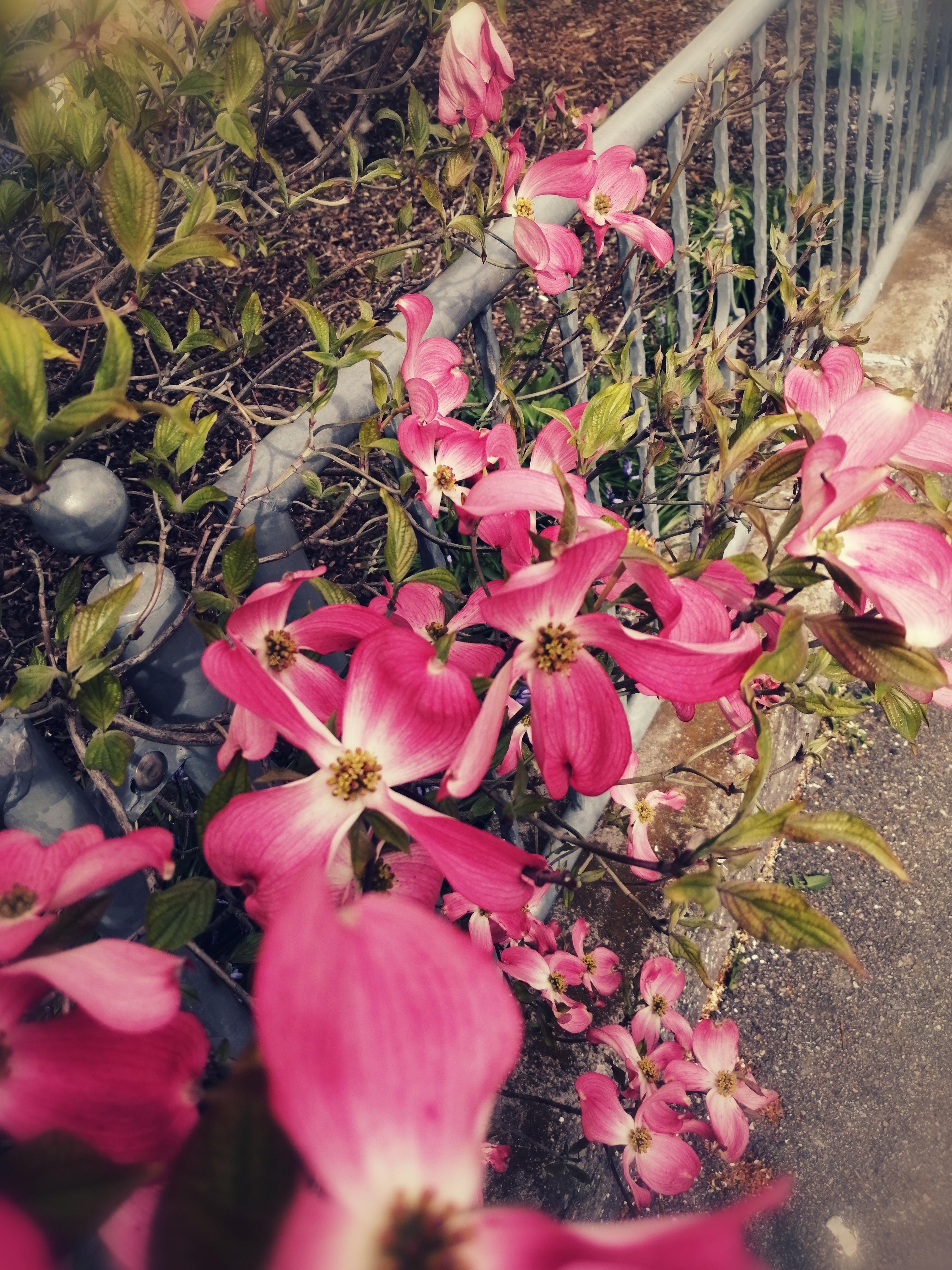 Blumen sind was wunderbares.
#blumen #natur #frühling