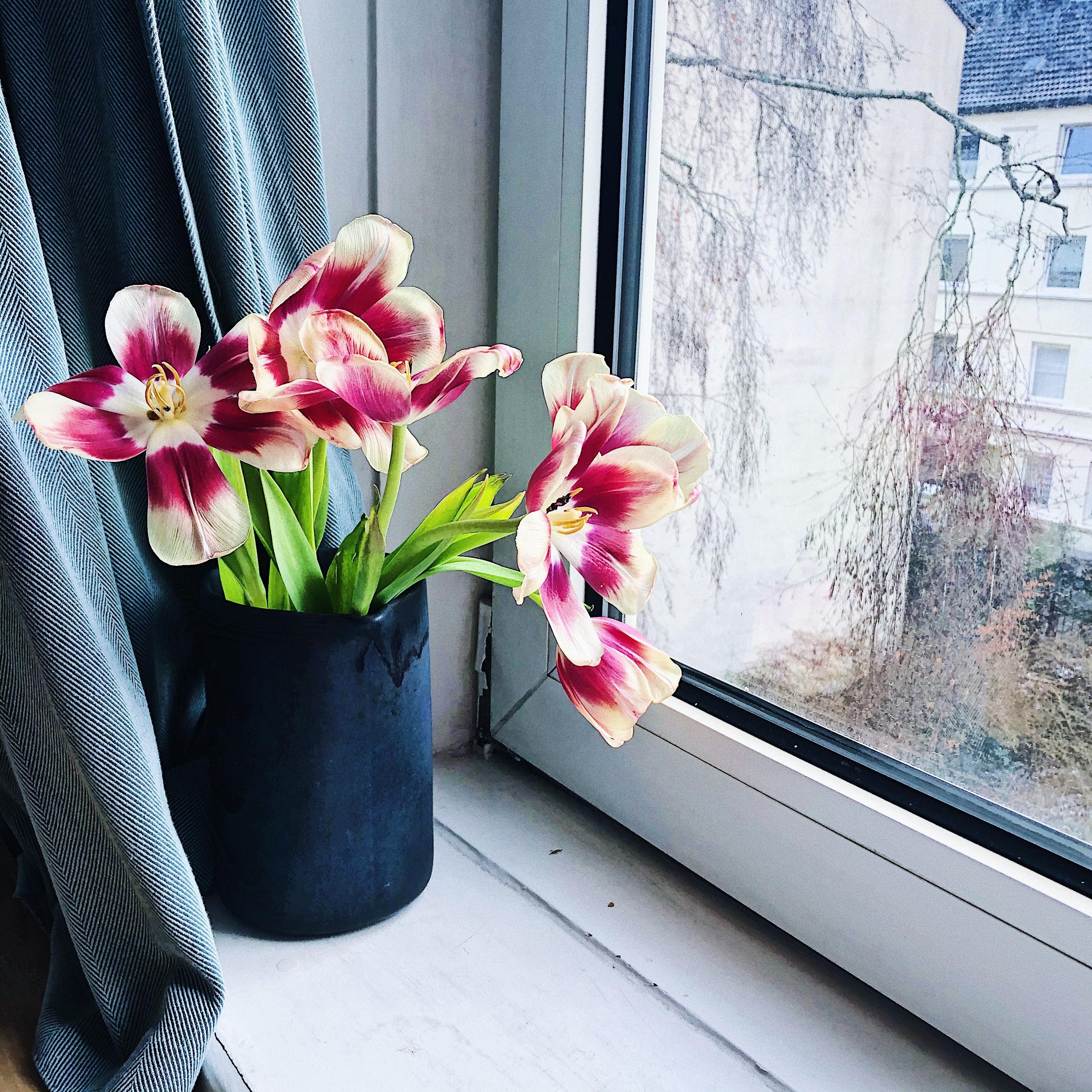 Blumen-Spam vom Allerfeinsten 🌷 Ich kann nicht anders, sie heben einfach meine Laune.
#Blumen #Tulpen #Ausblick 