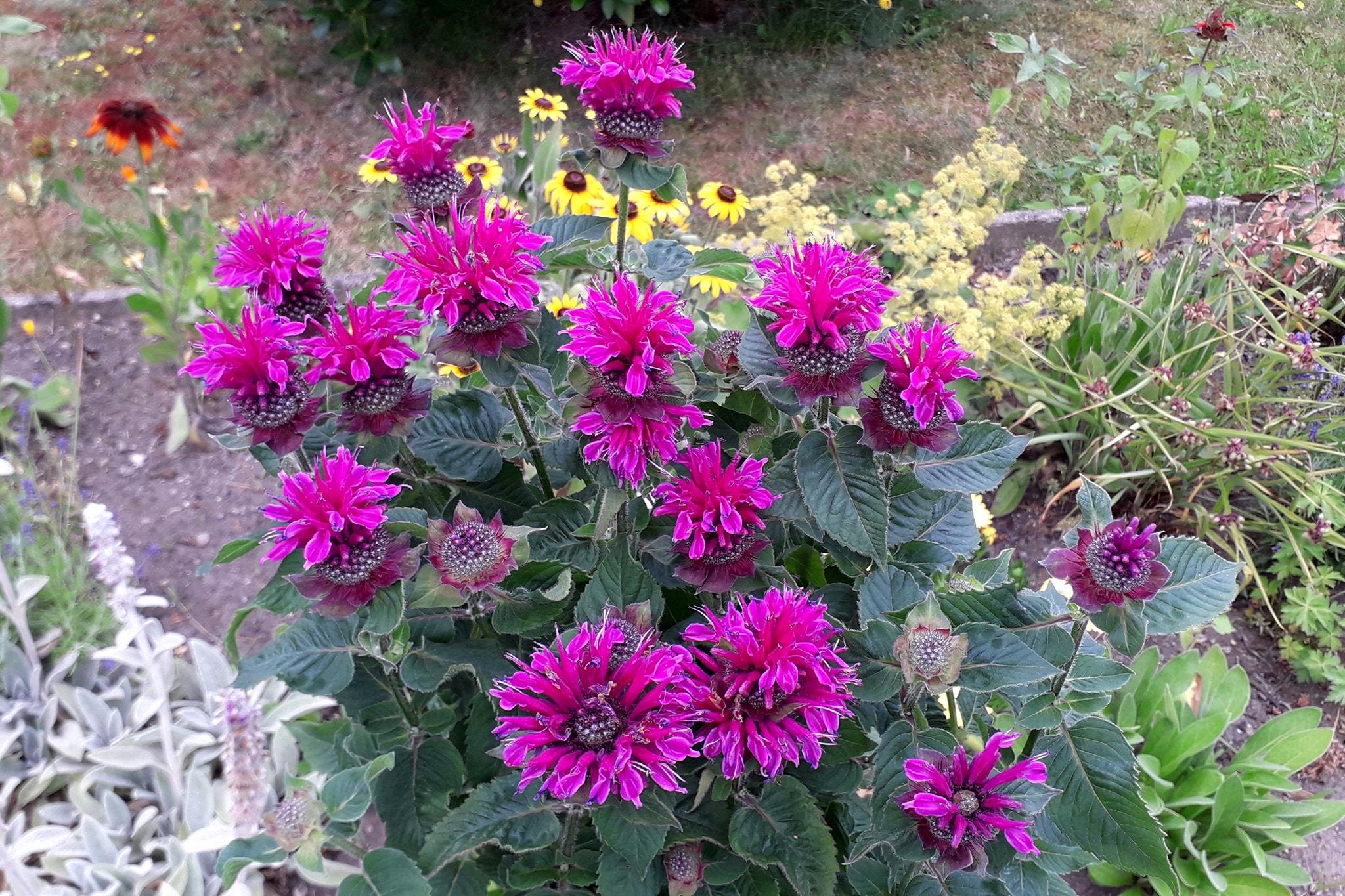 Blumendeko im eigenen Garten, was braucht es mehr? #outdoorweek #blumendeko