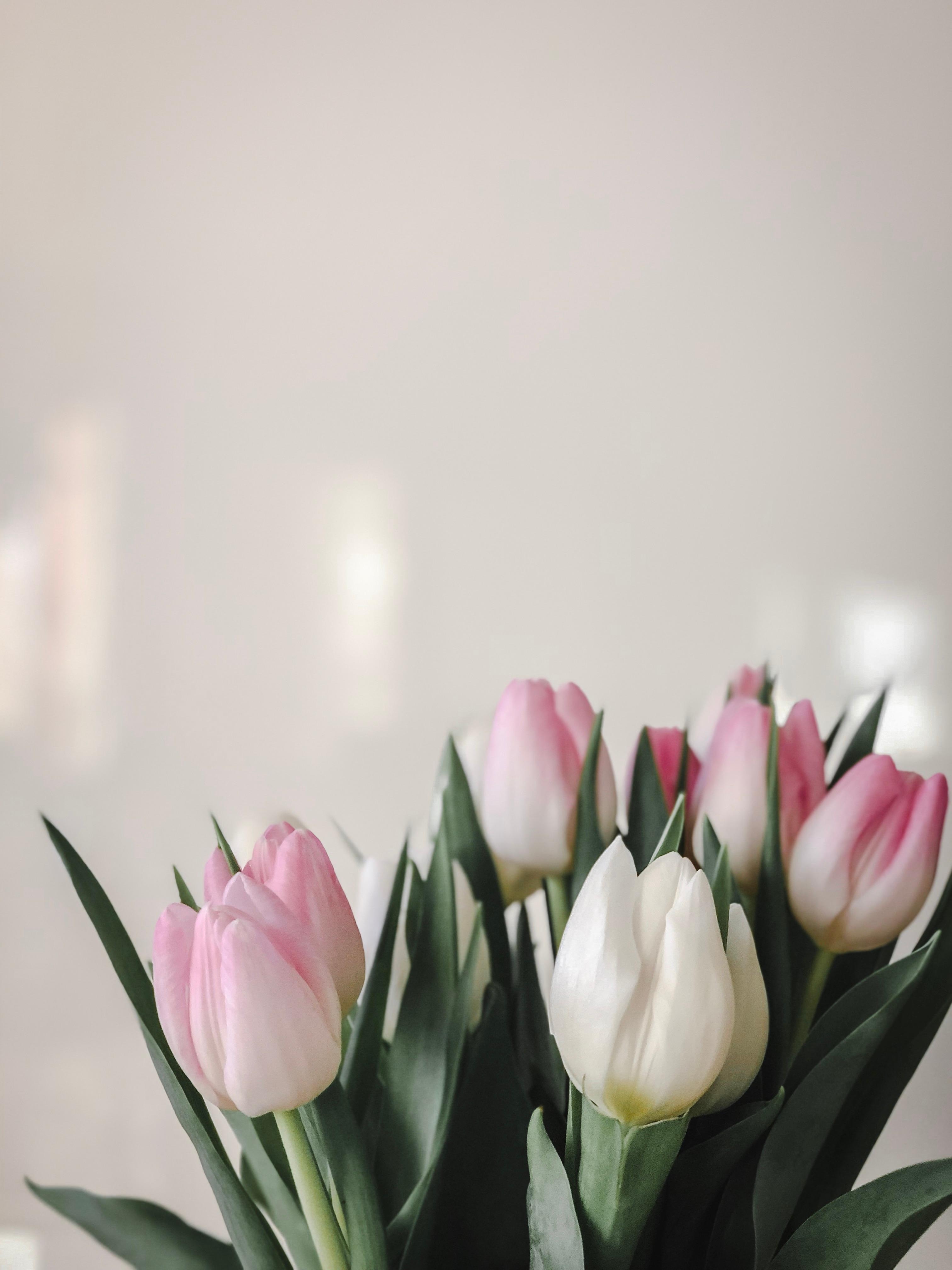 Blumengrüße #tulpen #springiscoming #blumen #flowers #frischeblumen #decor