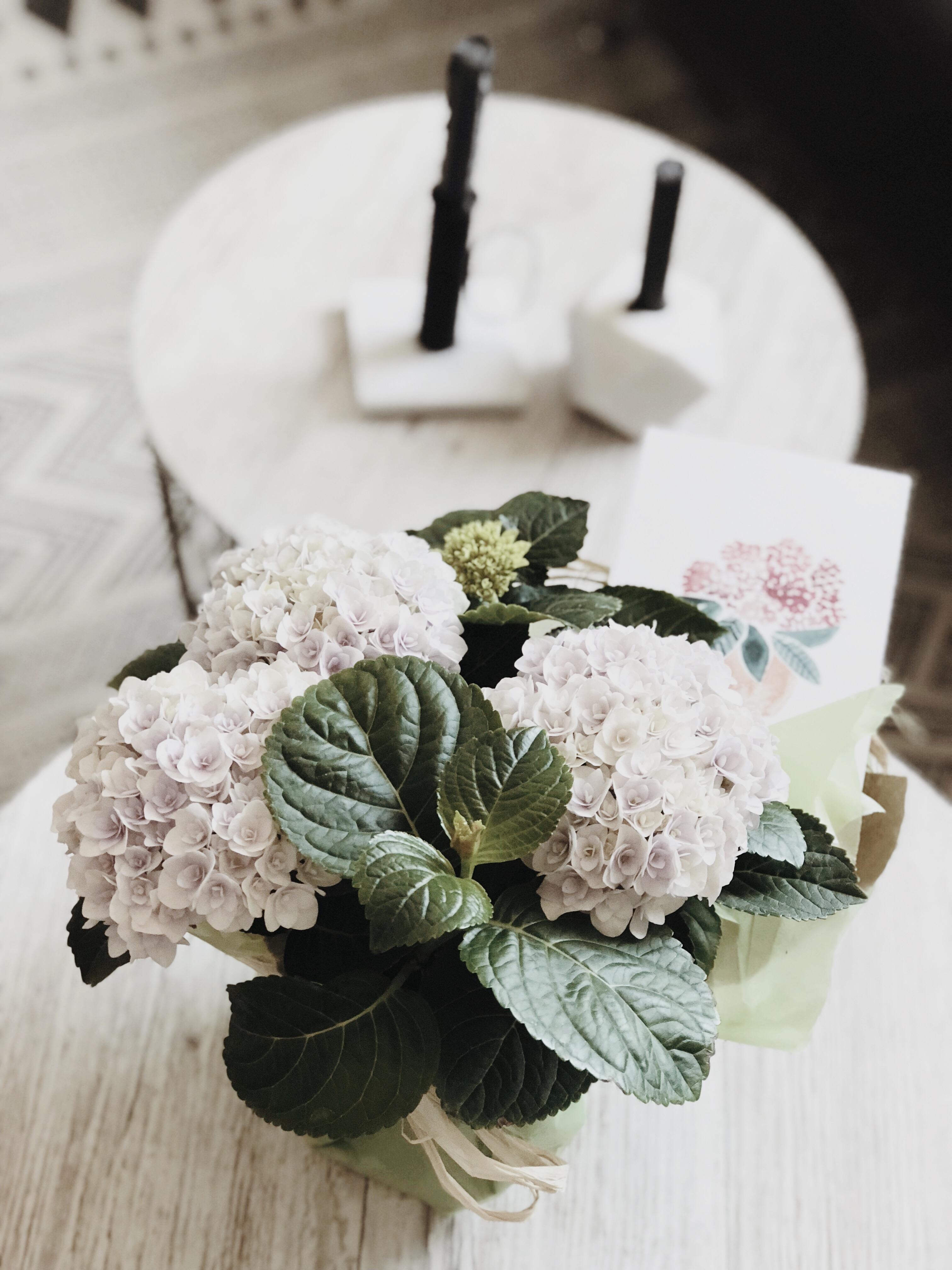Blumengrüße vom #couchstyle Team - lieben Dank! Was für eine tolle Überraschung am Morgen! #hortensienwoche #inlove