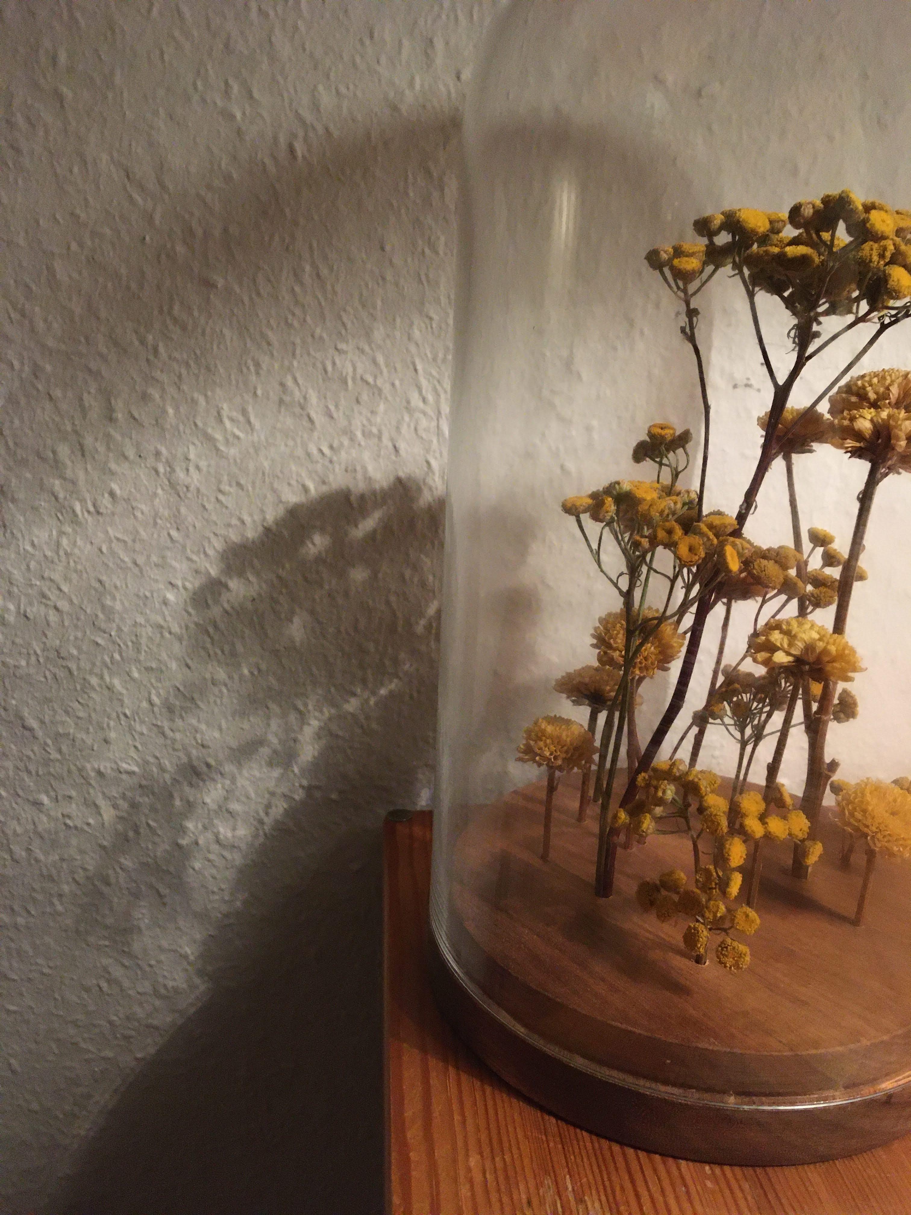 Blumenkunst zuhause.
#Kunst #Blumendekor #Trockenblumen #Glasglocken #Eigenwerk #Dekoration