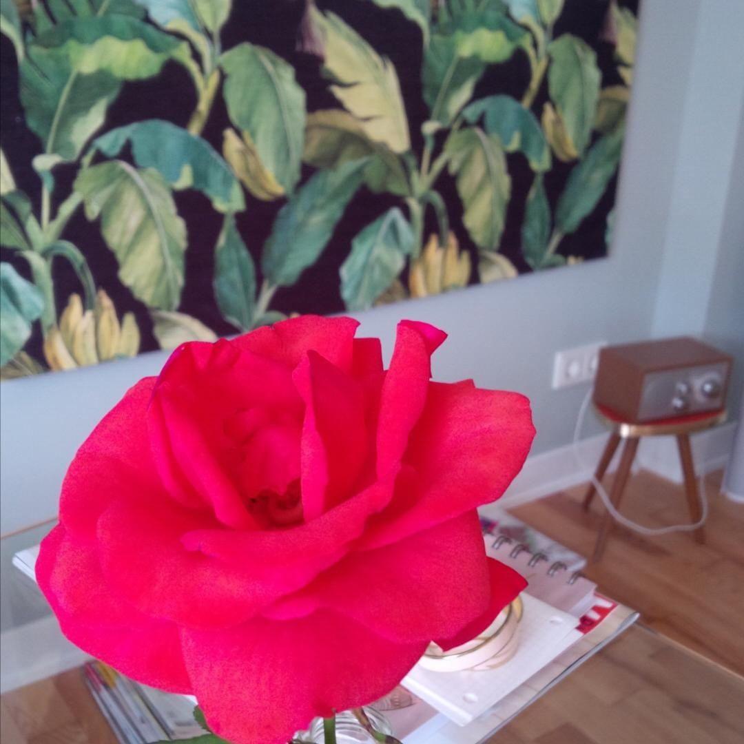 Blumenliebe
#flowerpower #interior #styling #wanddeko #rahmen #red #floweraddict #rose #homestory #couchstyle