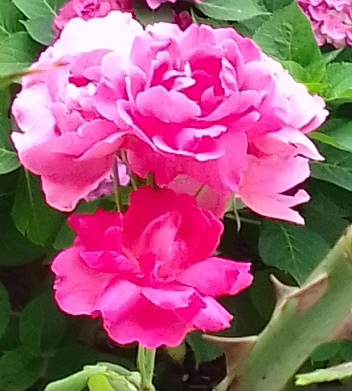 #blumenliebe #rose #pink #garten
